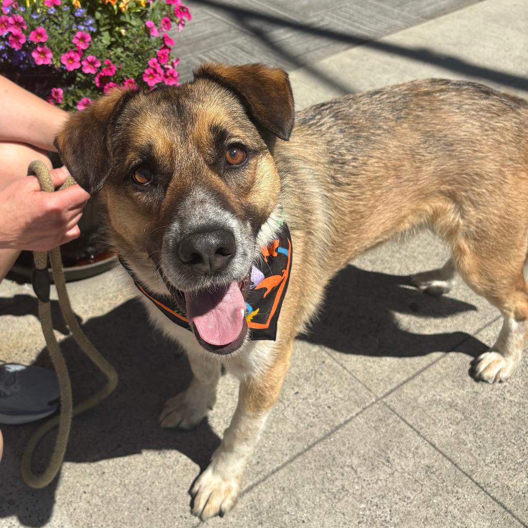 Enlarge Chief, a Adoptable Cattle Dog in TONASKET, WA image 3/4