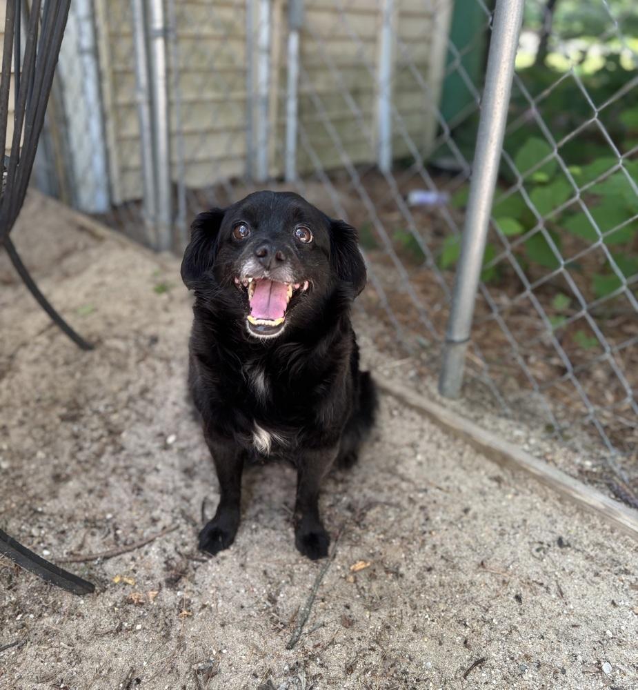 Luna - 26135, Adoptable, Adult Female Pomeranian.