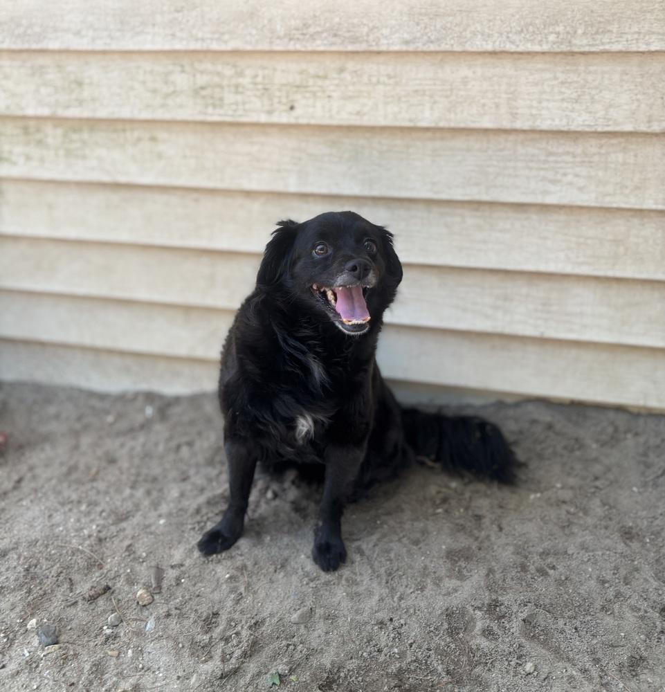 Luna - 26135, a Adoptable mixed breed in Armonk, NY image 2/3
