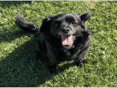 Luna - 26135, a Adoptable mixed breed in Armonk, NY image 3/3