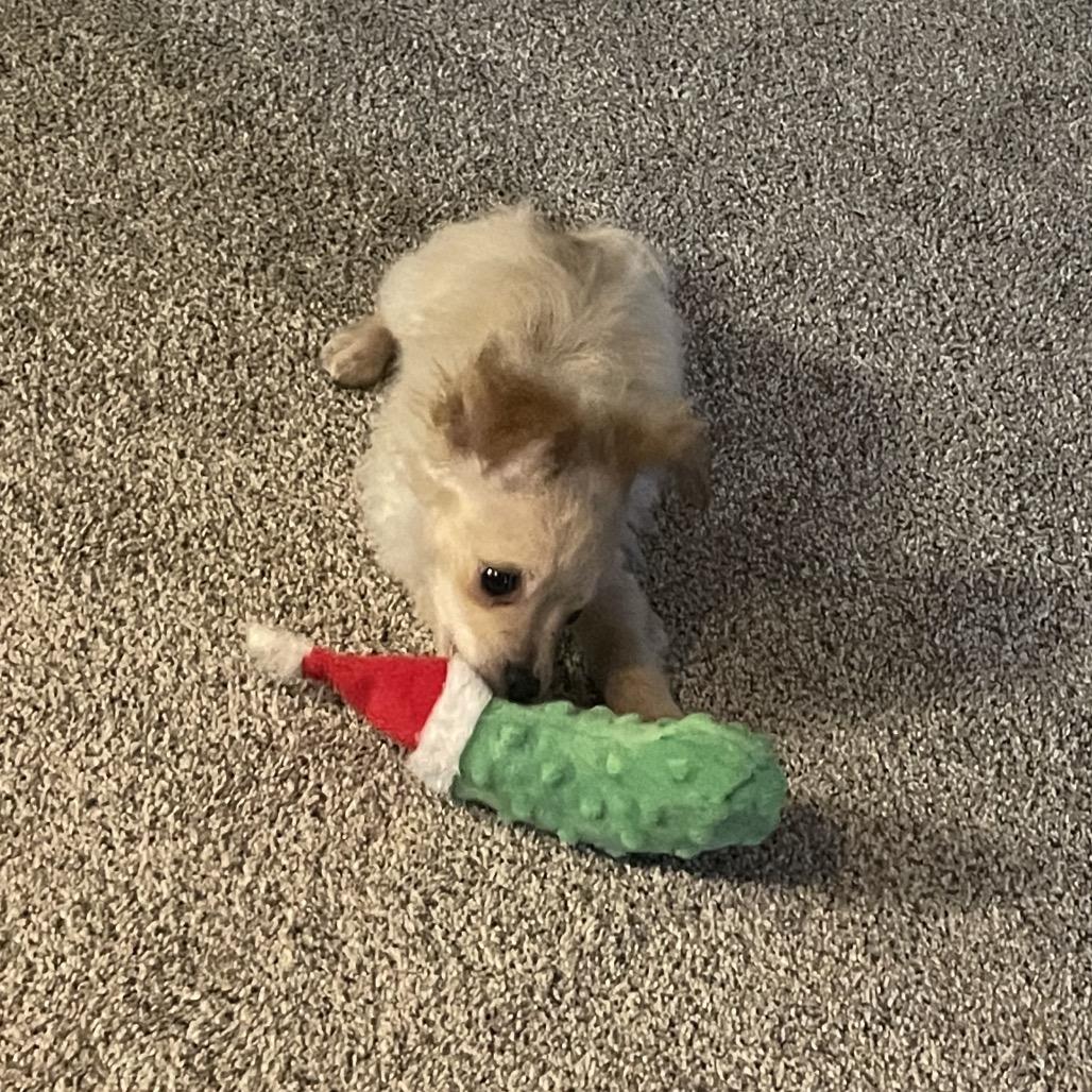 Enlarge Rin Tin Tin , an adoptable mixed breed in Fenton, MI image 1/1