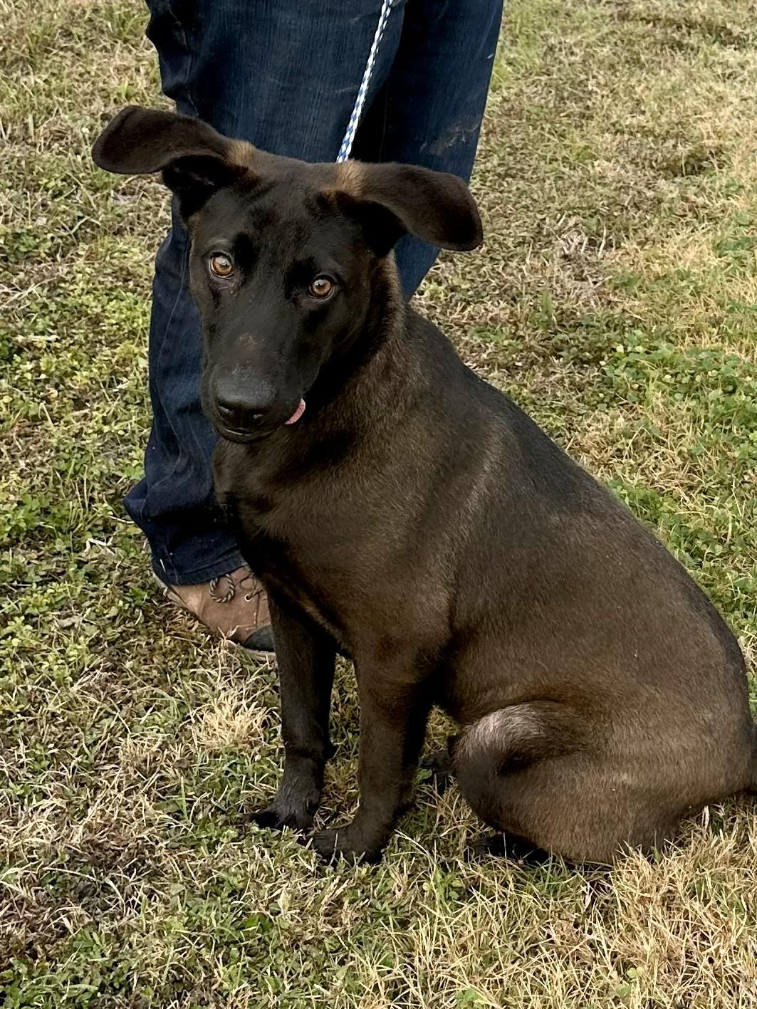 Comet - Tagged4Rescue, ADOPTABLE, Adult Male Belgian Shepherd / Malinois.