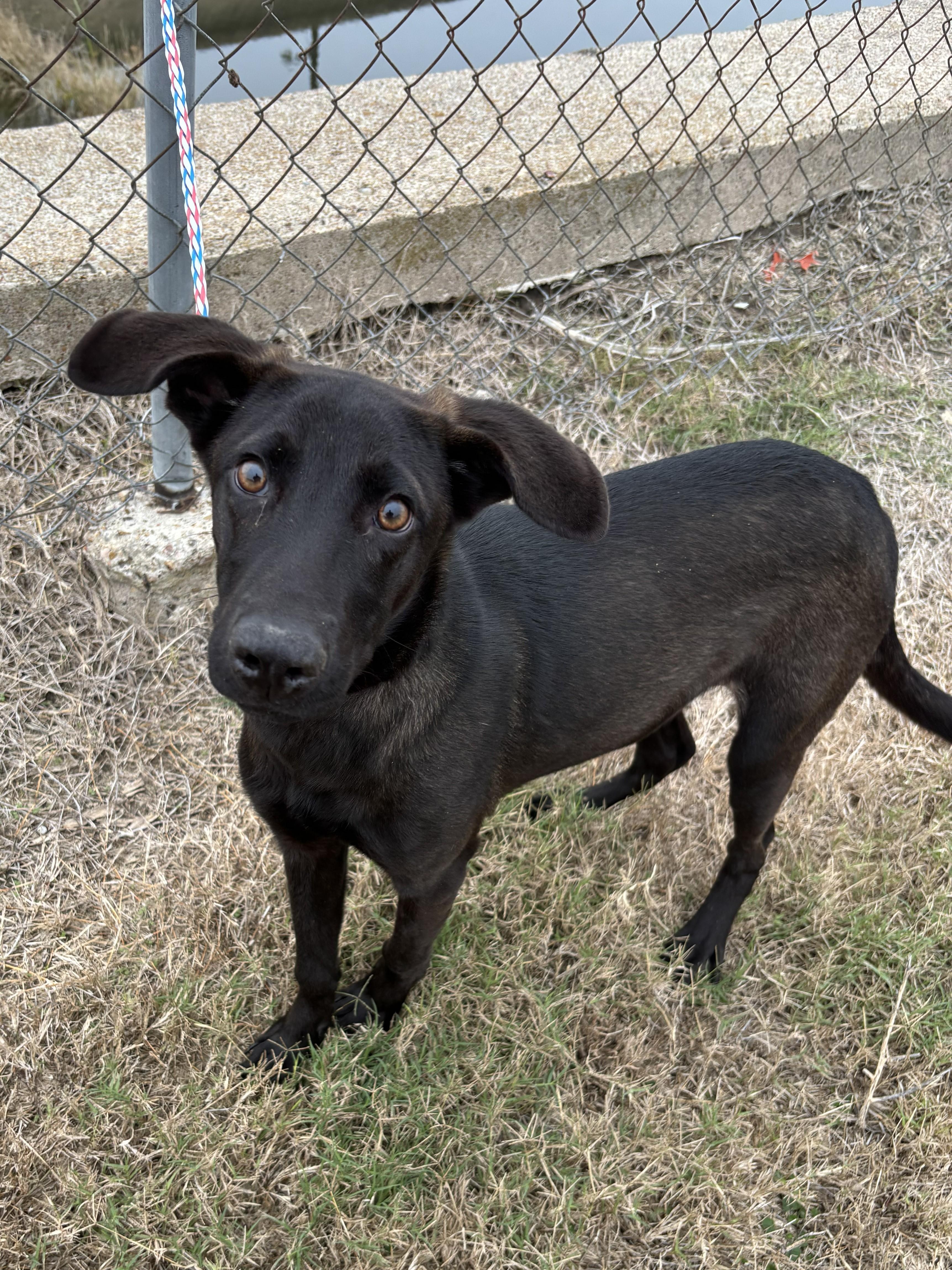 Comet, ADOPTABLE, Young Male Mixed Breed.