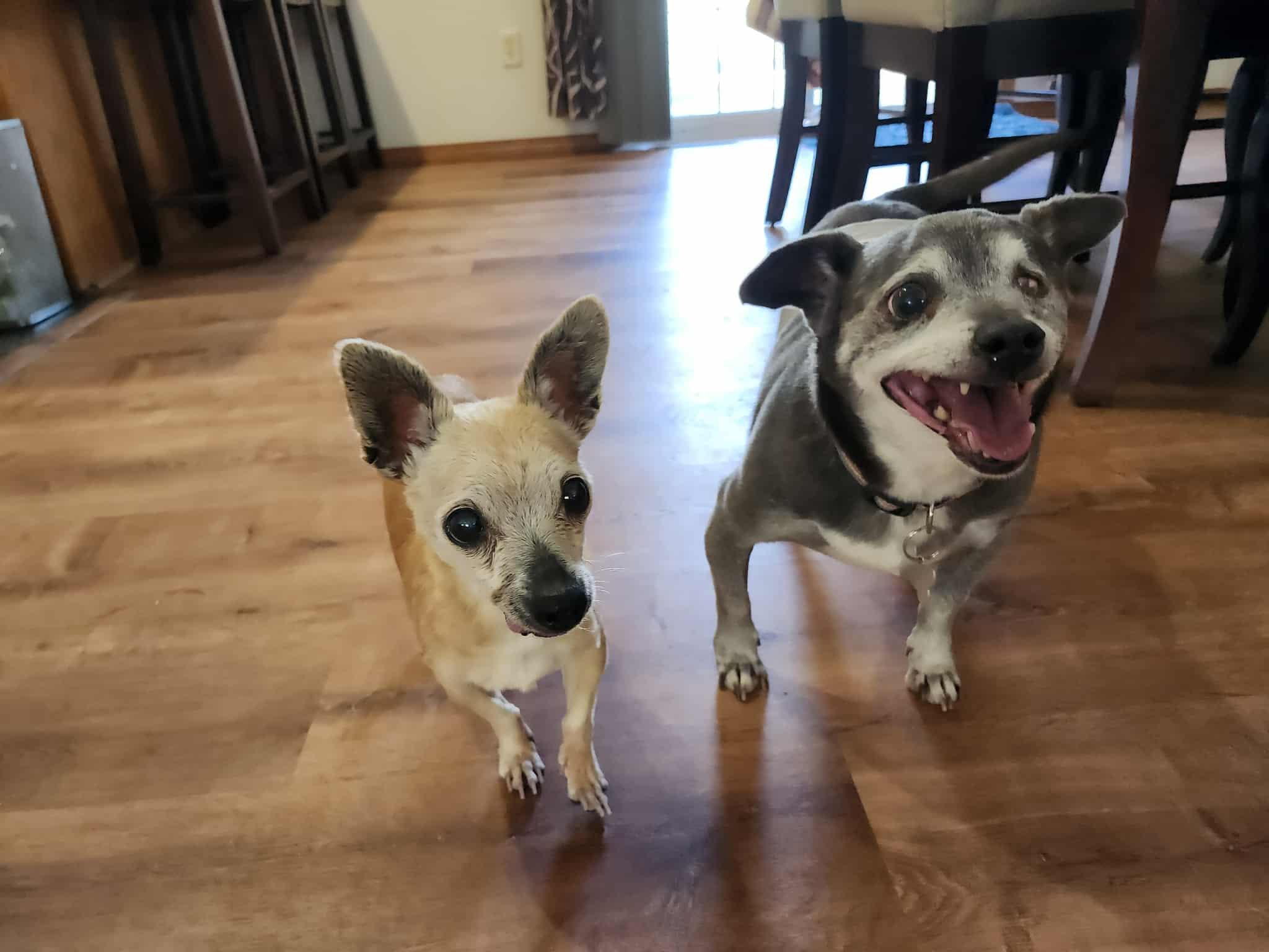 Joseph, Adoptable, Senior Male Chihuahua.