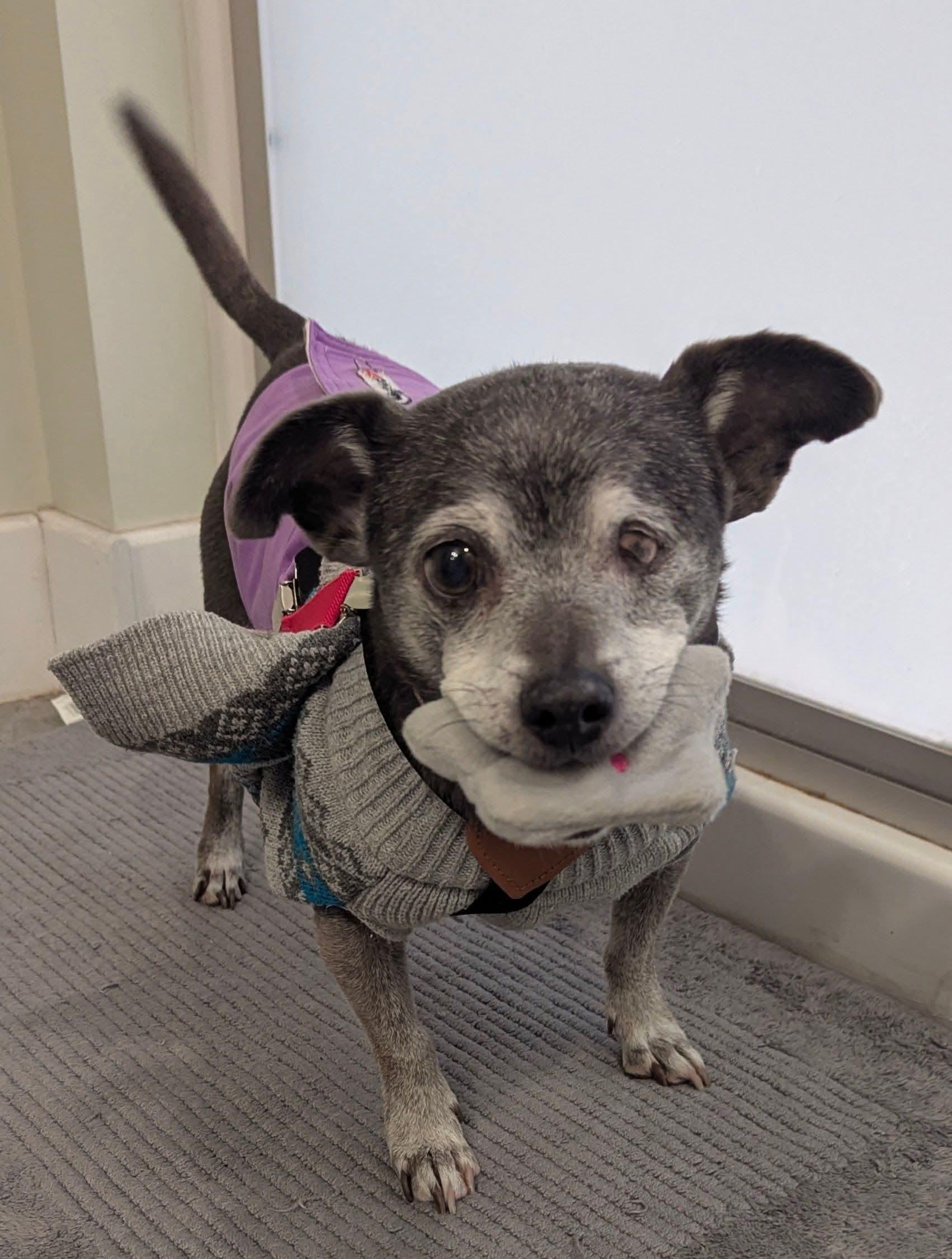 Joseph, Adoptable, Senior Male Chihuahua.