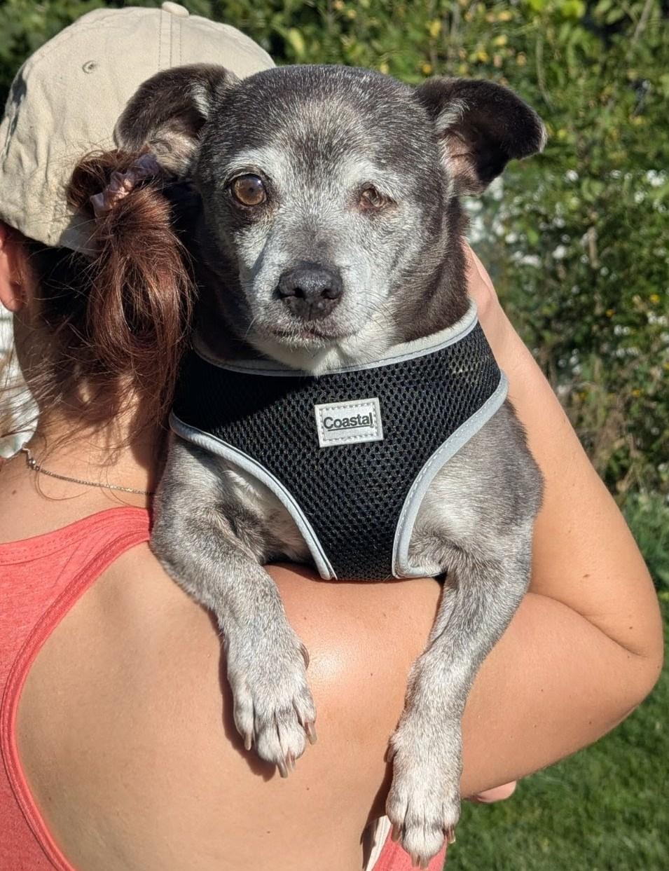 Enlarge Joseph, a Adoptable mixed breed in Whitewater, WI image 5/6