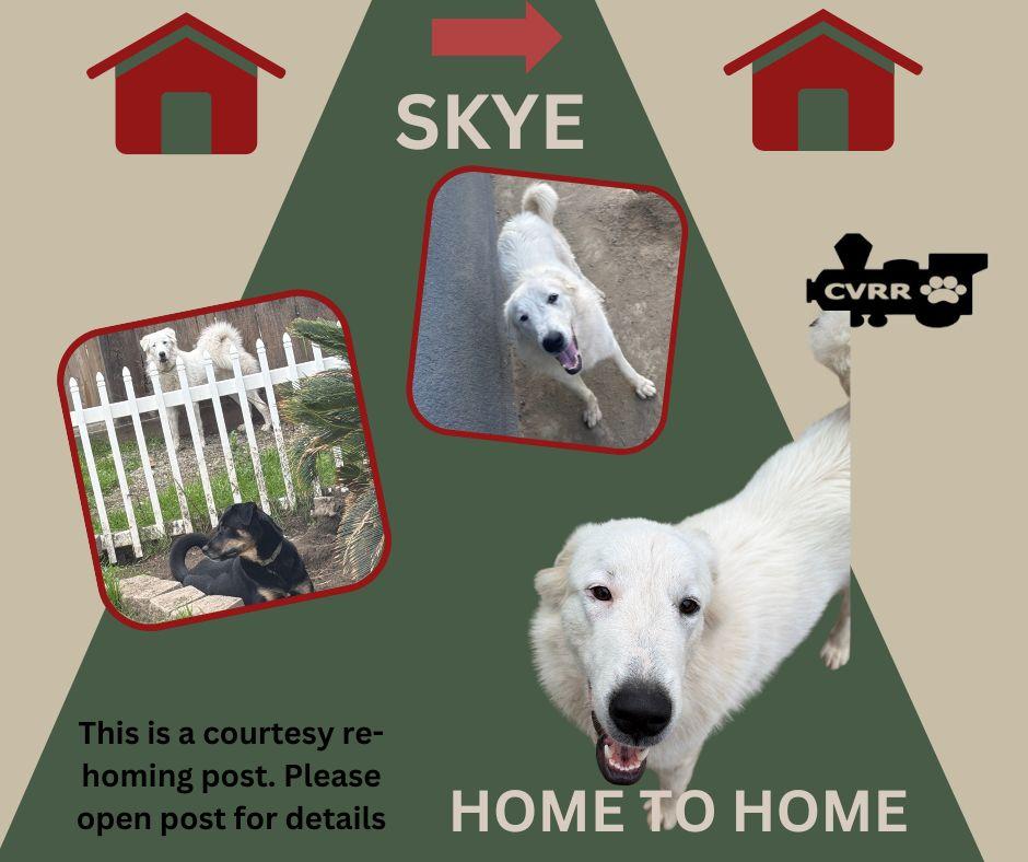 Enlarge *Skye* HOME TO HOME, a Adoptable Great Pyrenees in LINDSAY, CA image 1/1