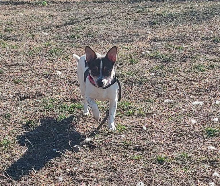 Enlarge Luna 2, an adopted mixed breed in Cape May Court House, NJ image 3/4