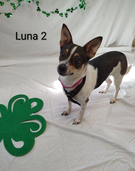 Enlarge Luna 2, an adopted mixed breed in Cape May Court House, NJ image 4/4