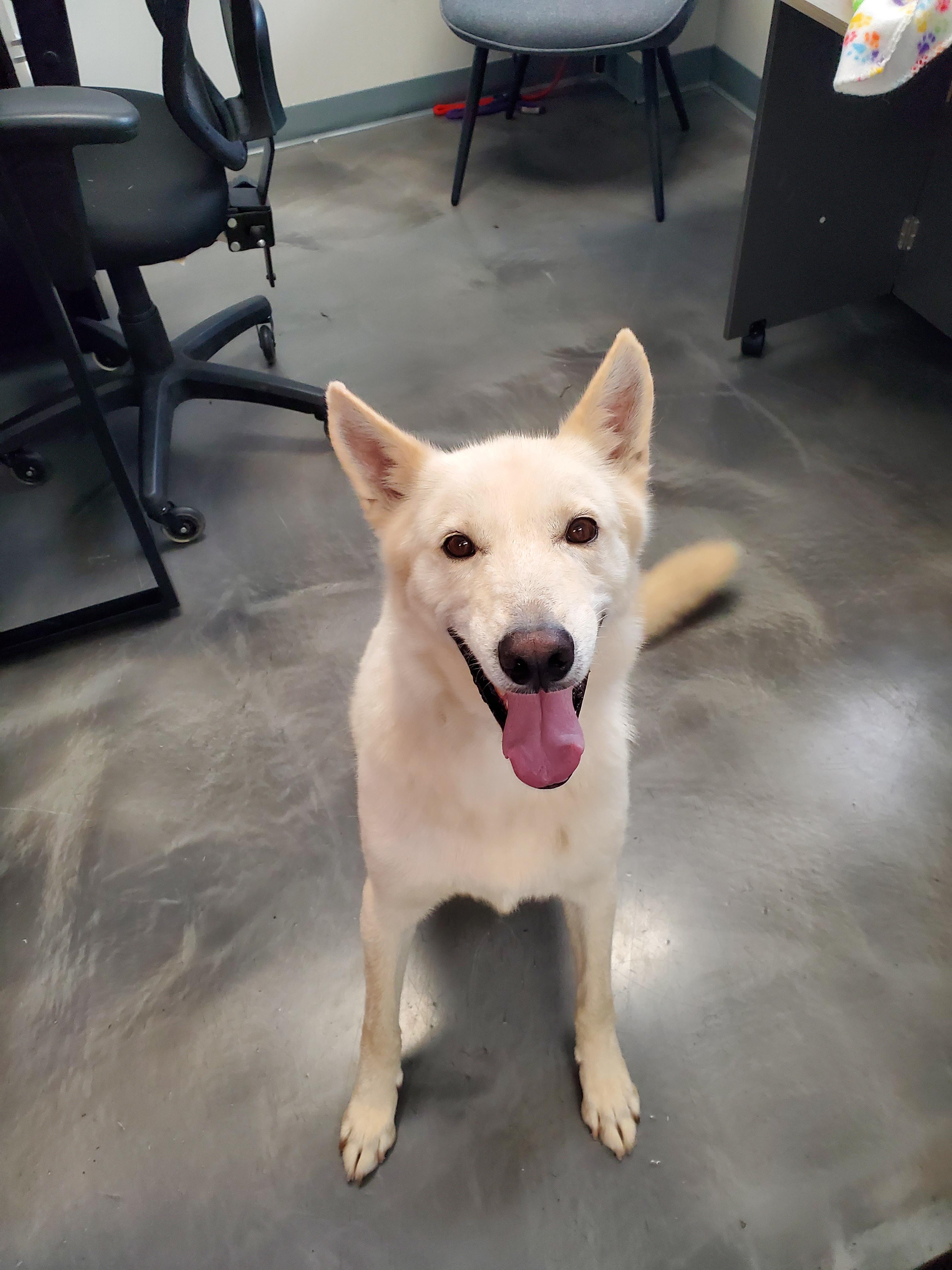 Alta, Adoptable, Adult Male Husky.