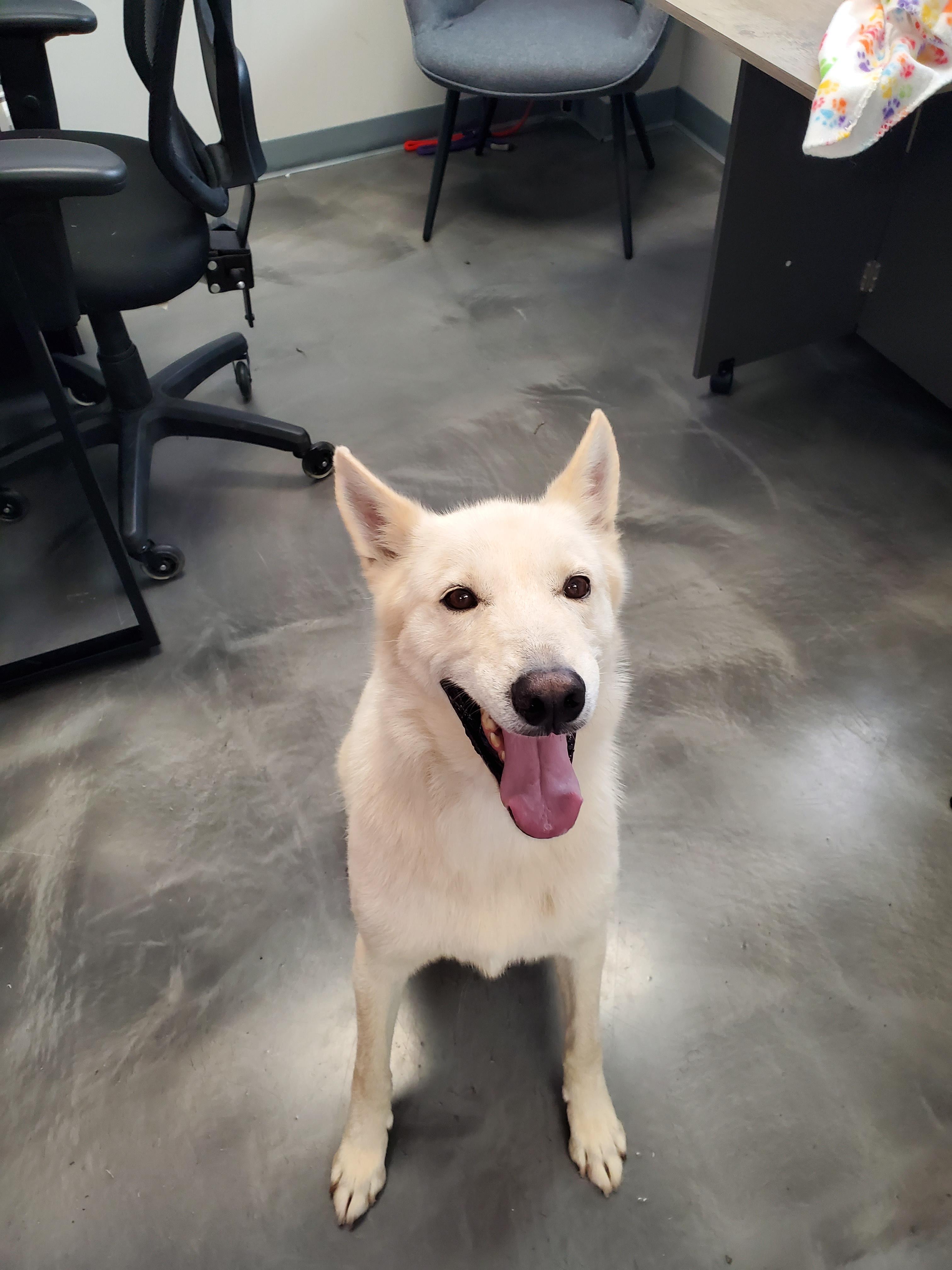 Enlarge Alta, a Adoptable Husky in Atlantic, IA image 2/5