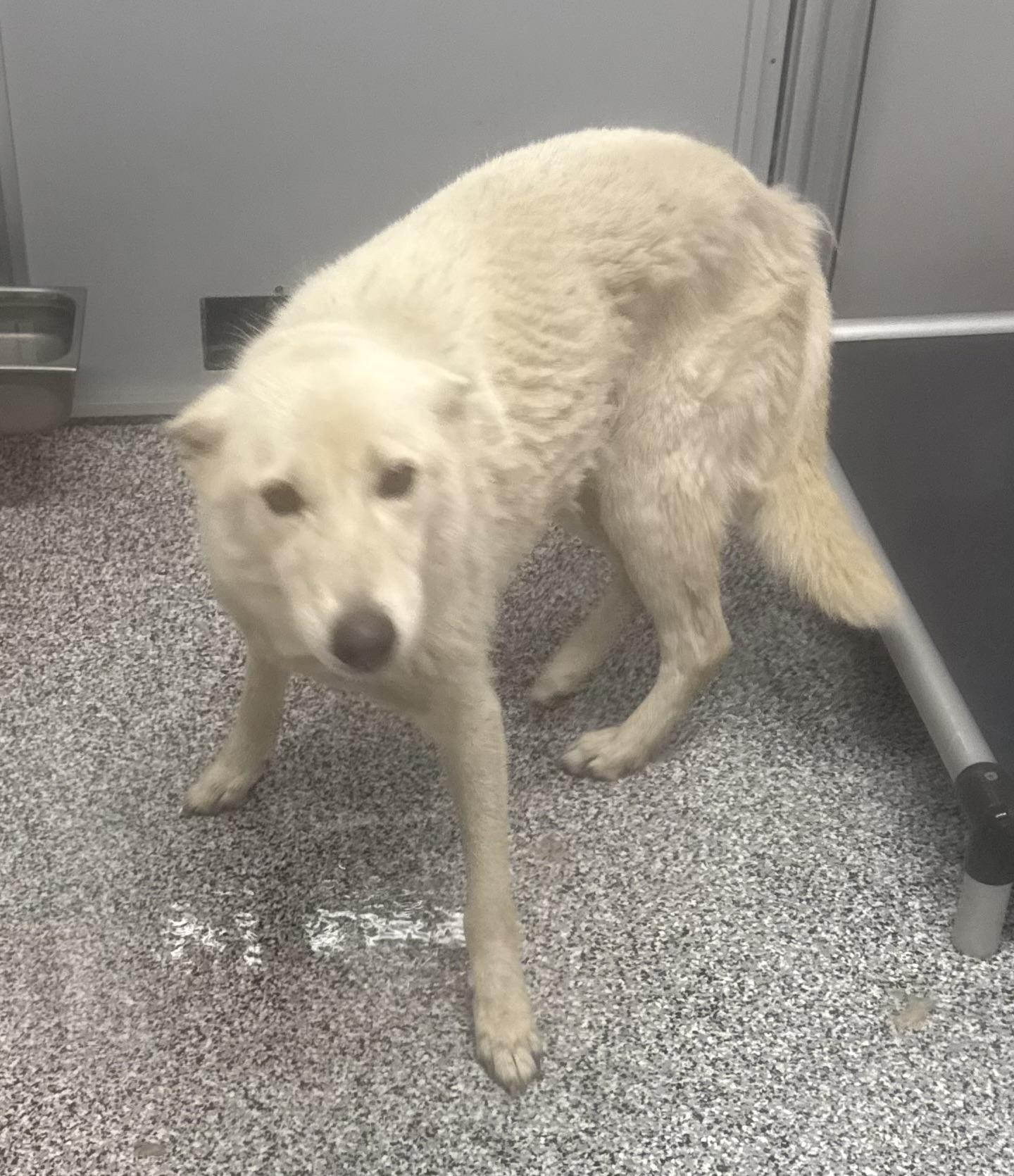 Alta, Adoptable, Adult Male Husky.