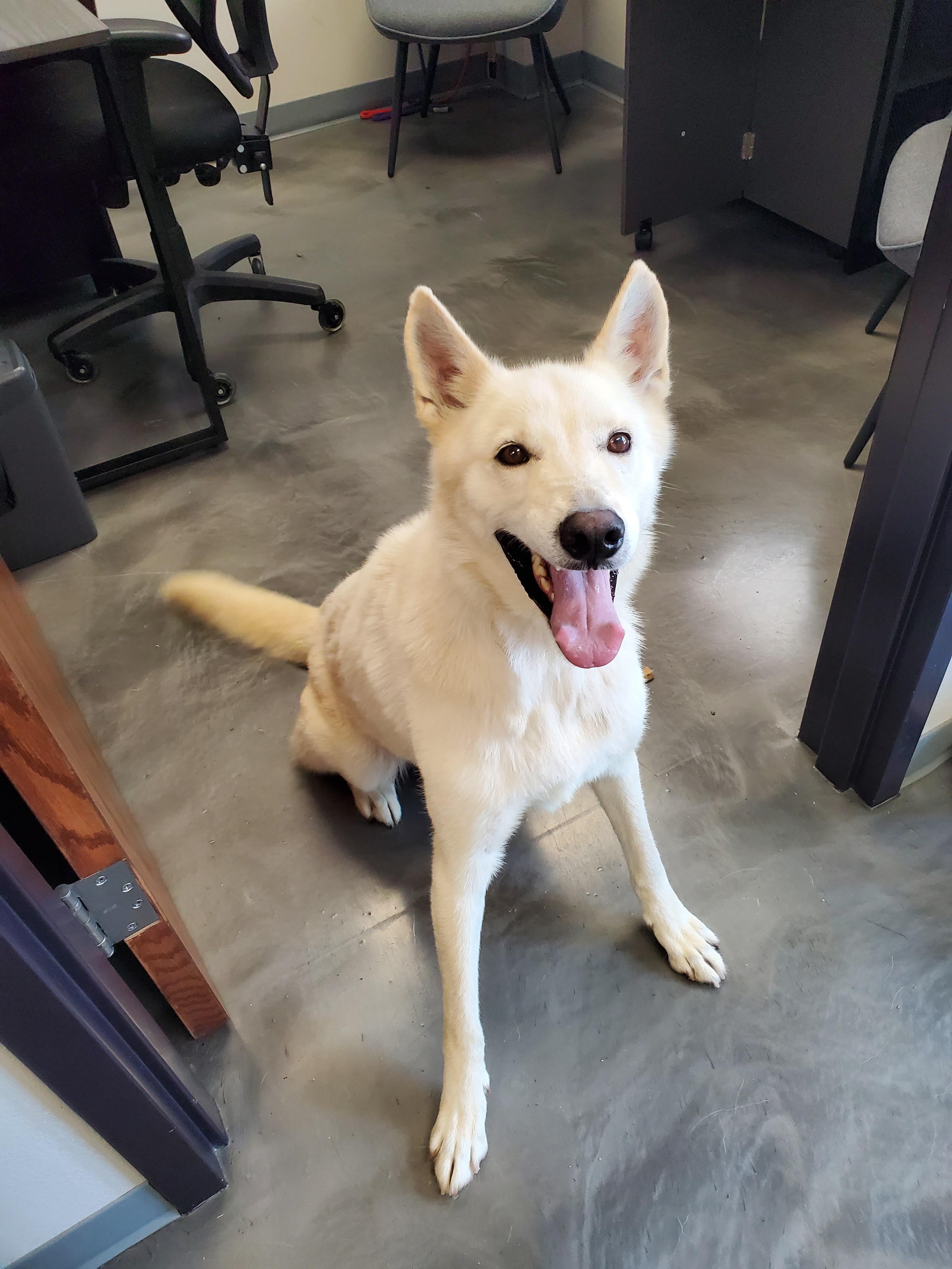 Enlarge Alta, a Adoptable Husky in Atlantic, IA image 4/5
