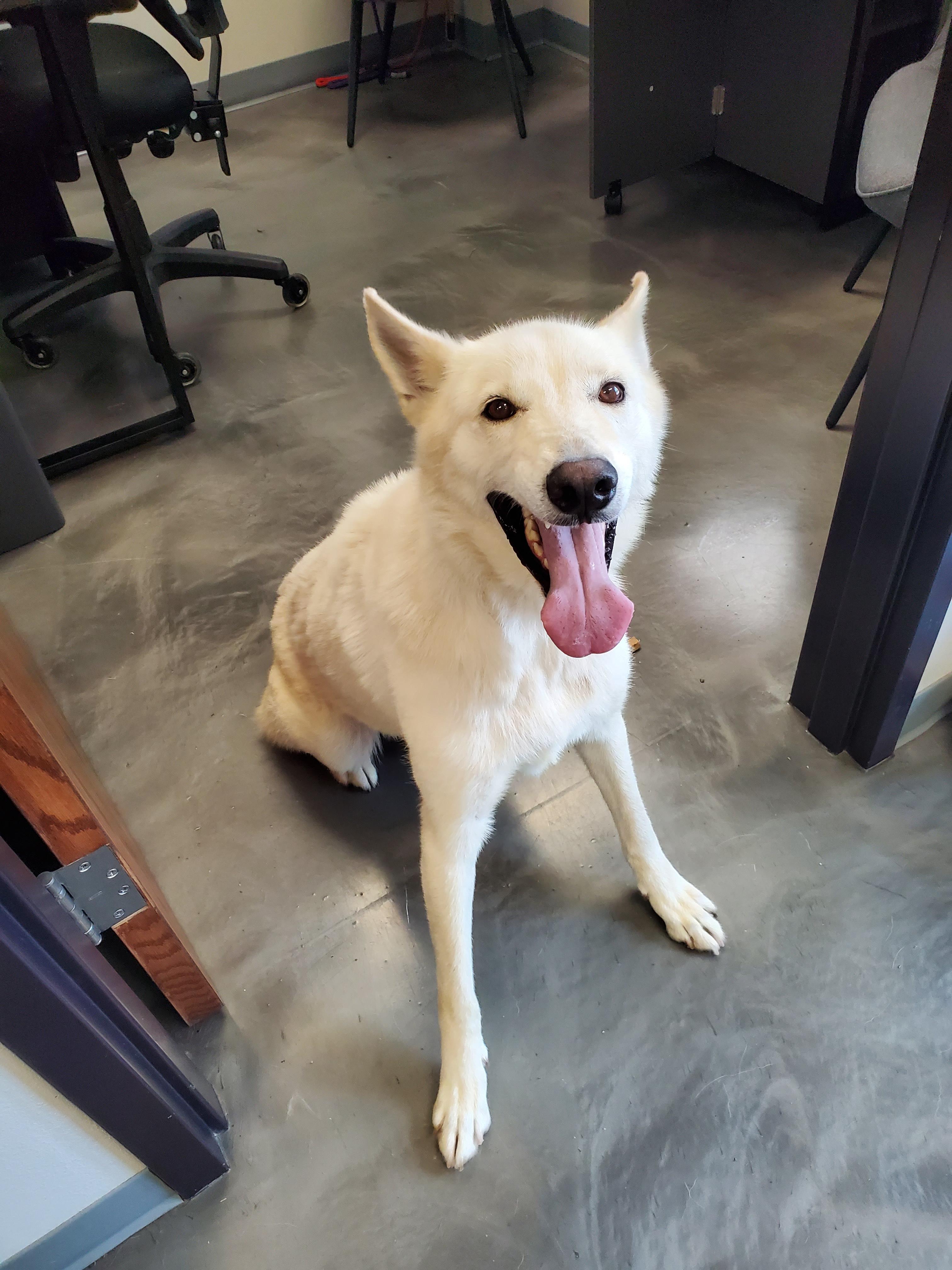 Enlarge Alta, a Adoptable Husky in Atlantic, IA image 5/5
