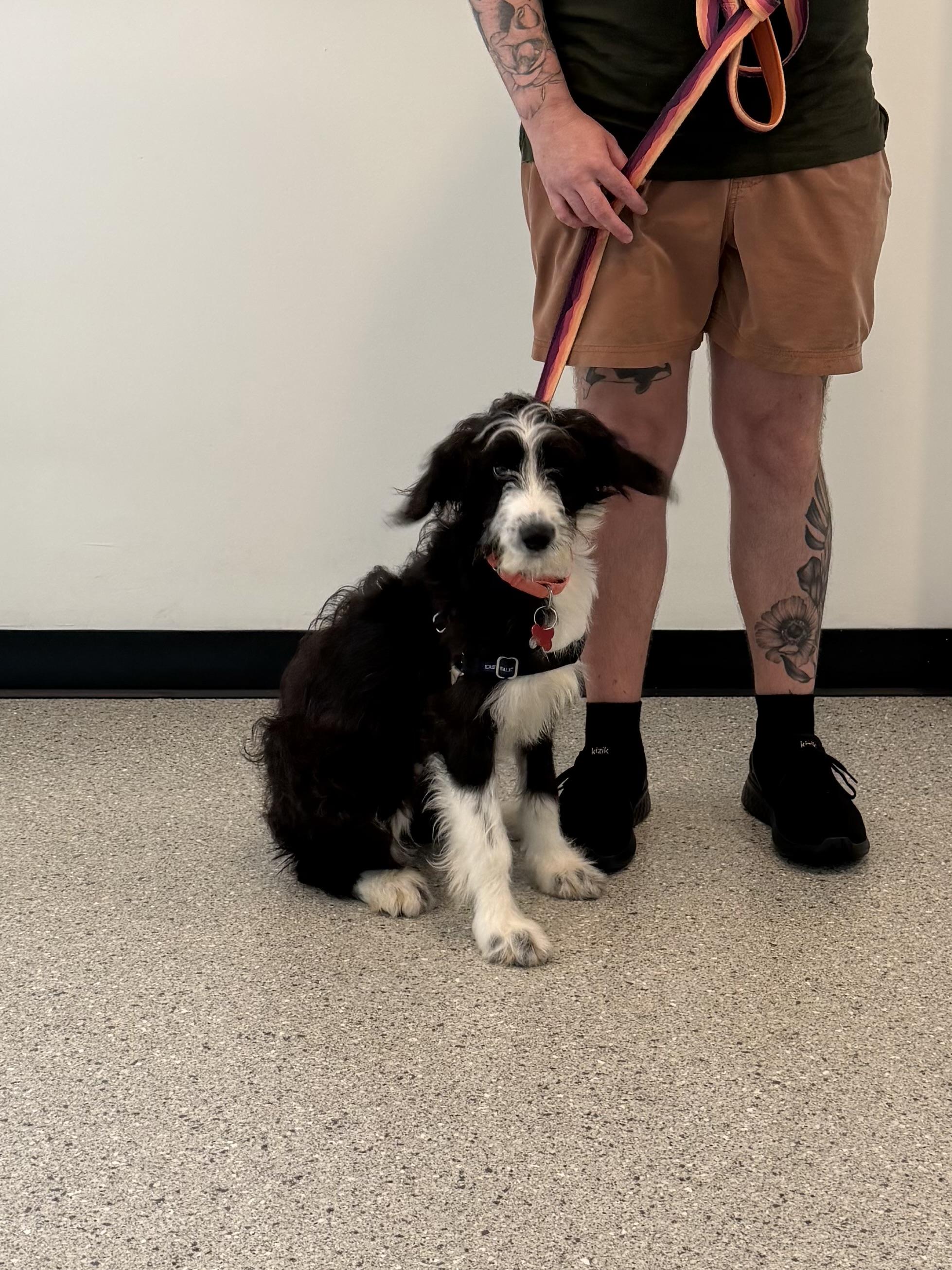 Lolly, Adoptable, Puppy Female German Wirehaired Pointer.