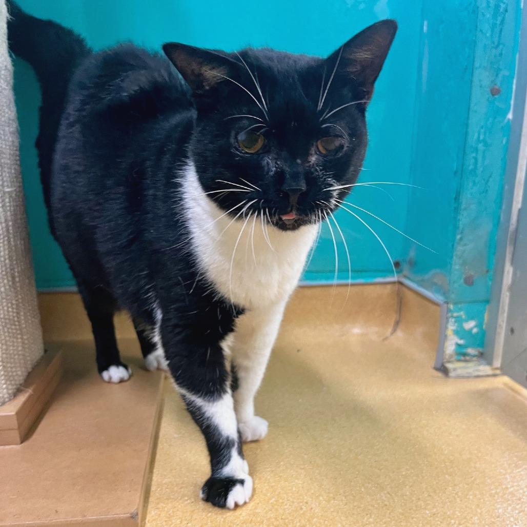 Rugby, Adoptable, Young Male Domestic Short Hair.