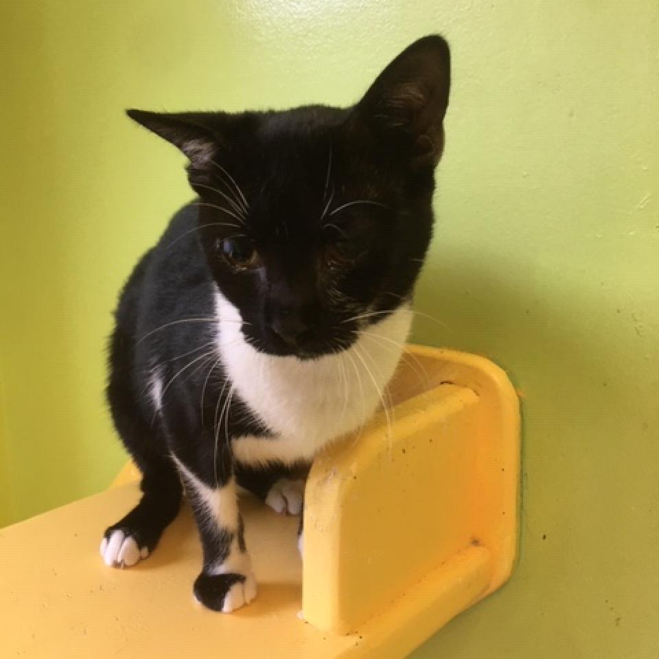 Rugby, a Adoptable Domestic Short Hair in Hudson, NY image 2/2