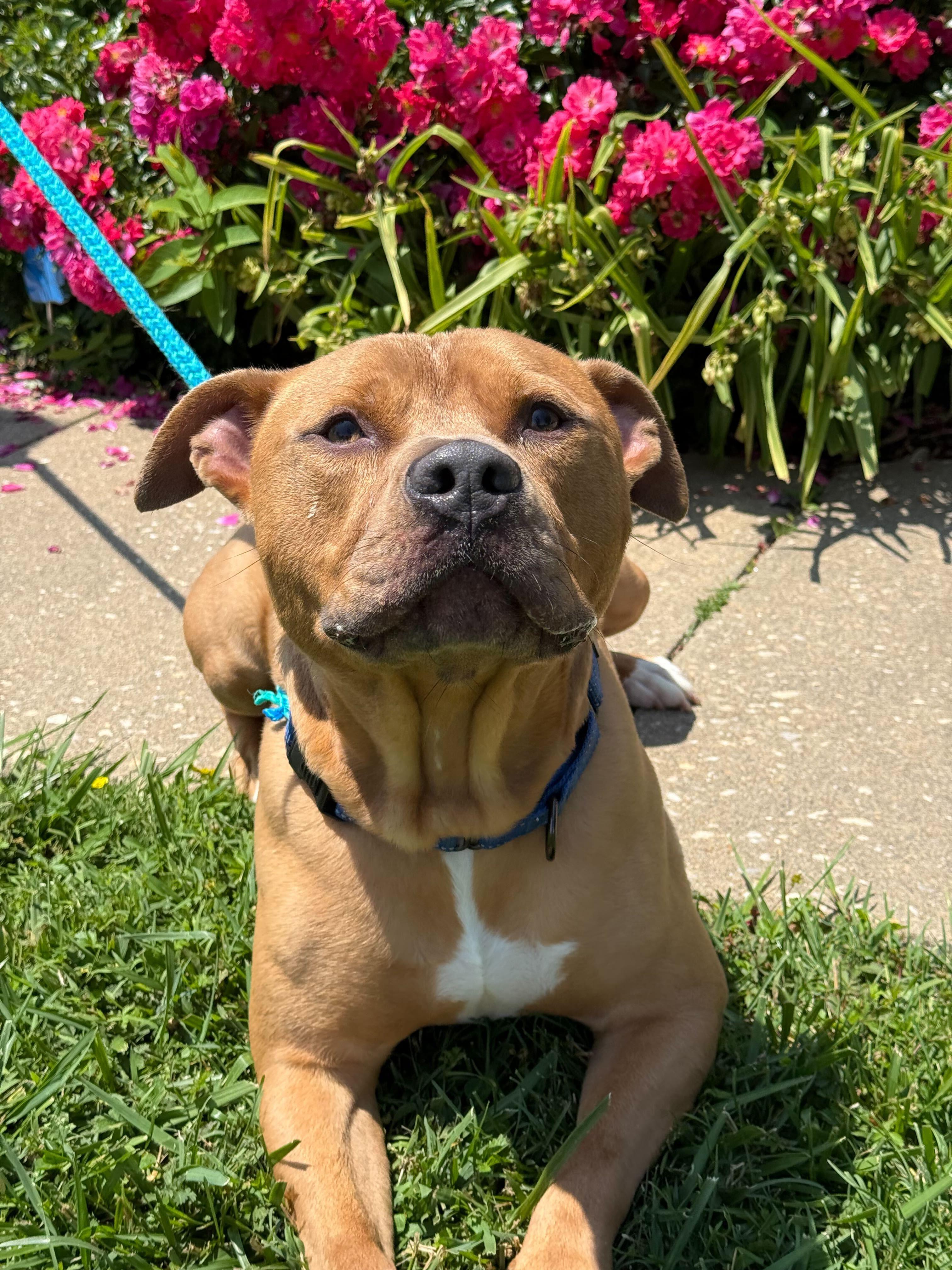 Loki, Adoptable, Young Male Mixed Breed.