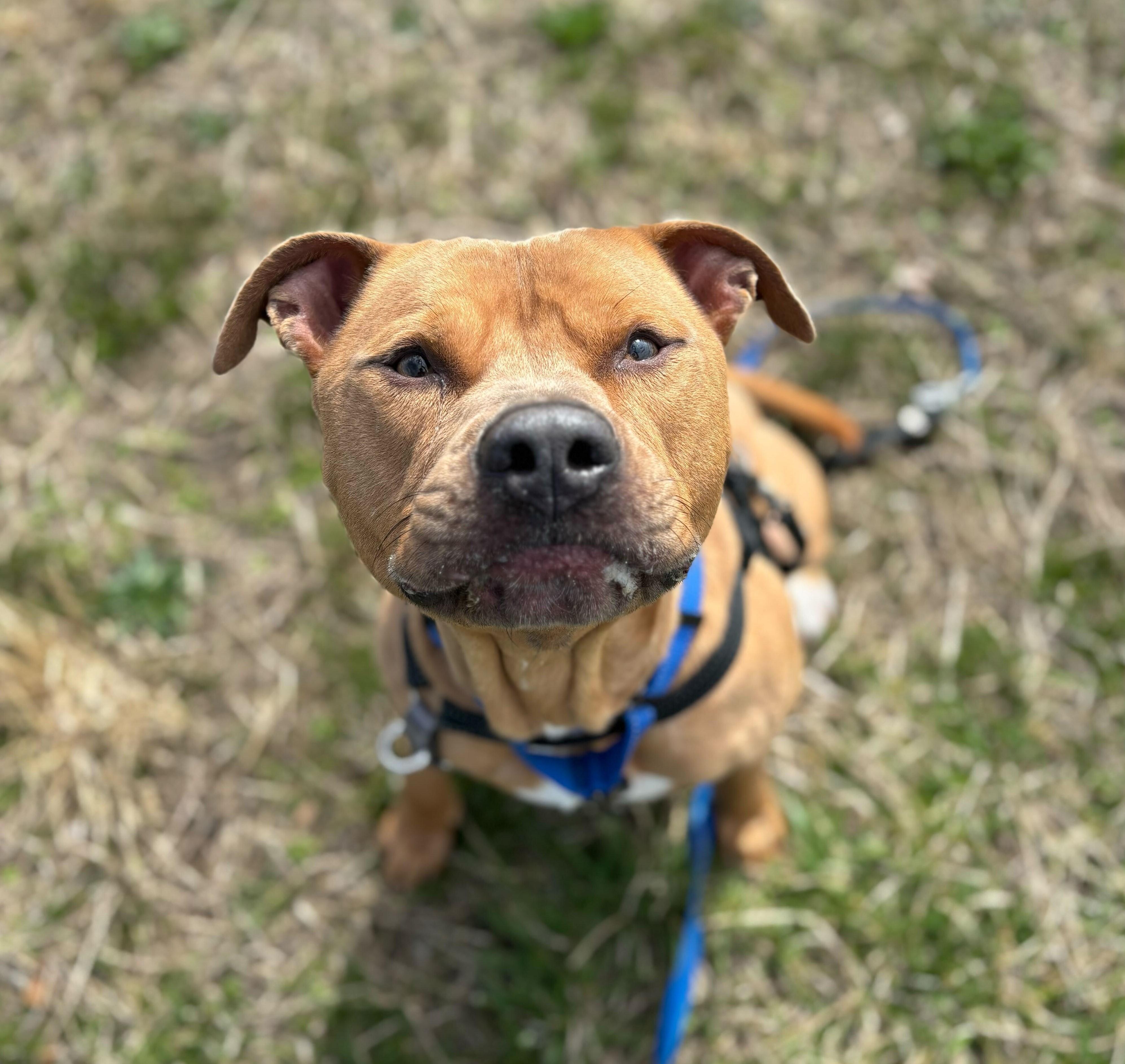 Loki, Adoptable, Young Male Mixed Breed.