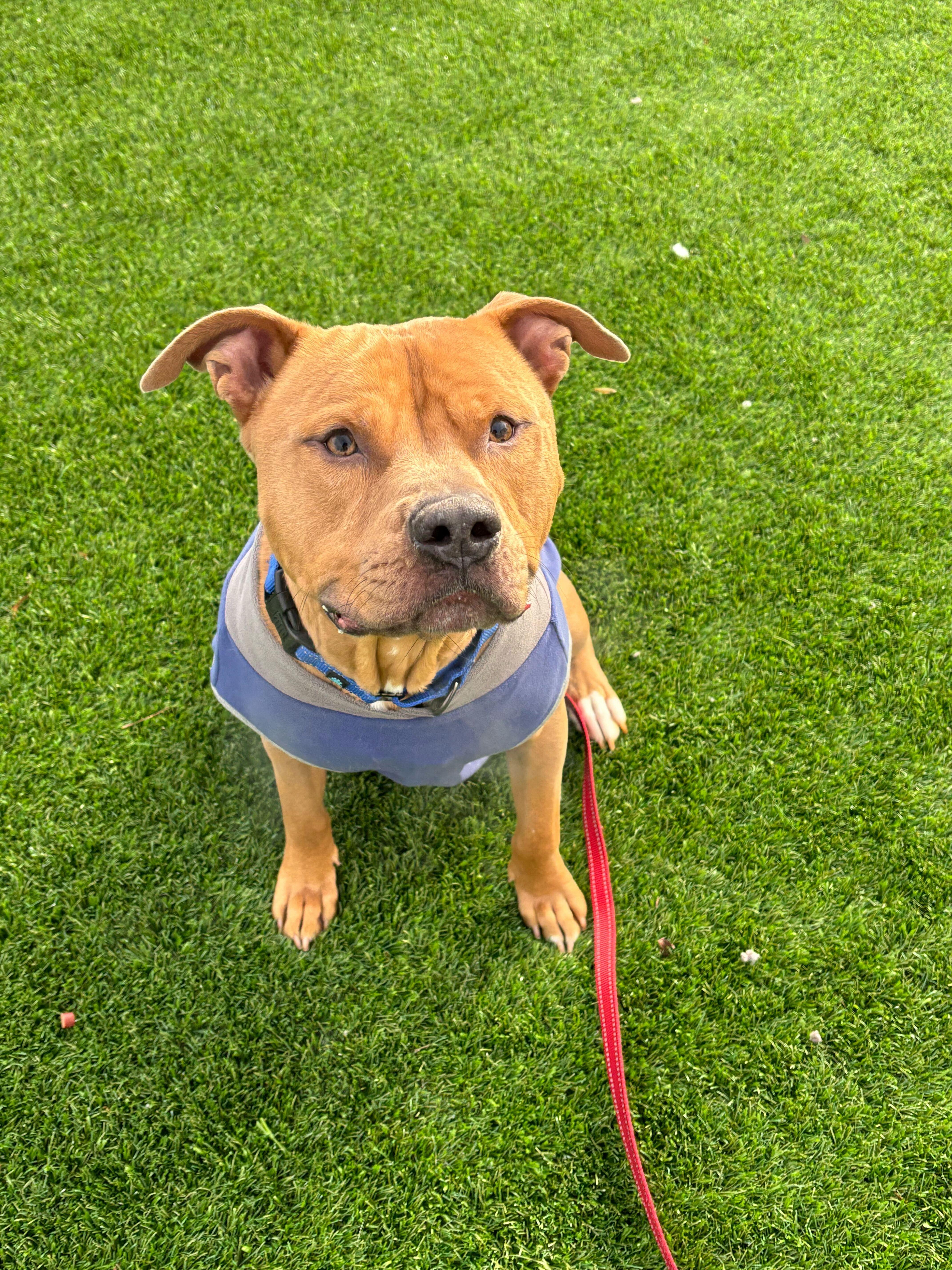 Enlarge Loki, a Adoptable Mixed Breed in Queenstown, MD image 2/6