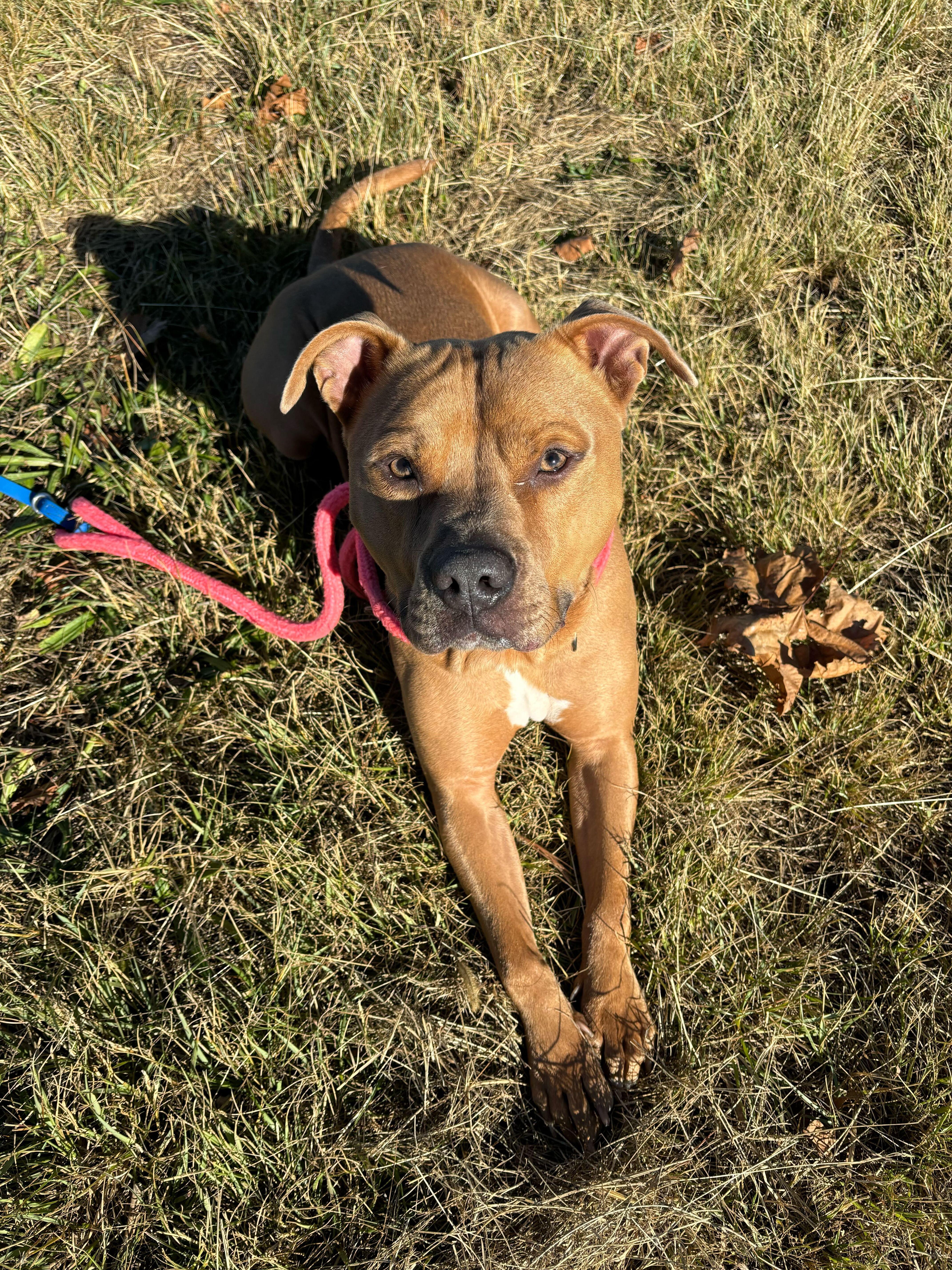 Enlarge Loki, a Adoptable Mixed Breed in Queenstown, MD image 3/6