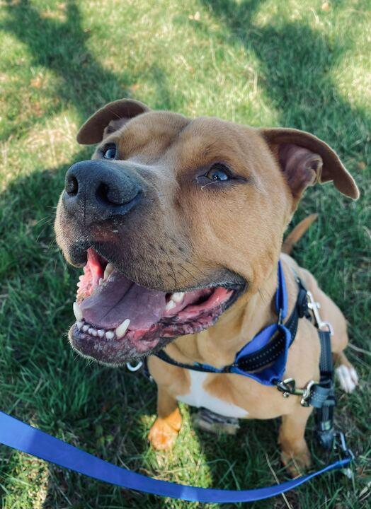 Enlarge Loki, a Adoptable Mixed Breed in Queenstown, MD image 6/6
