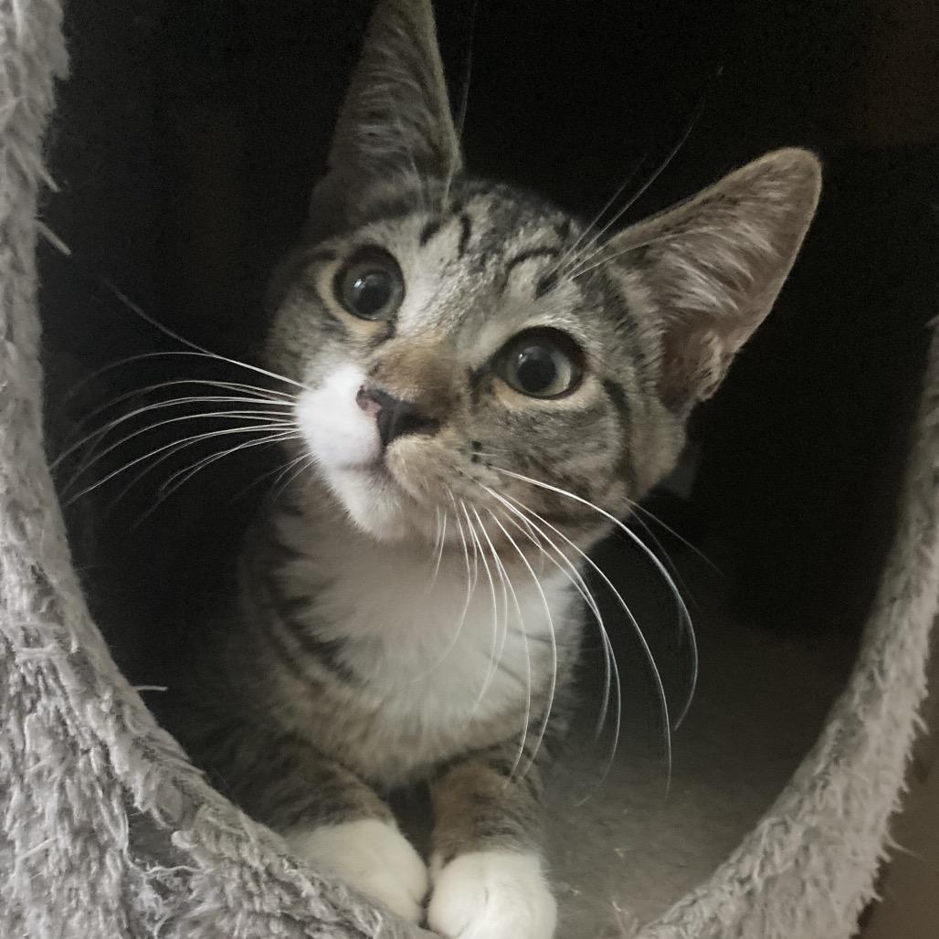 Maize, Adoptable, Young Female Domestic Short Hair.