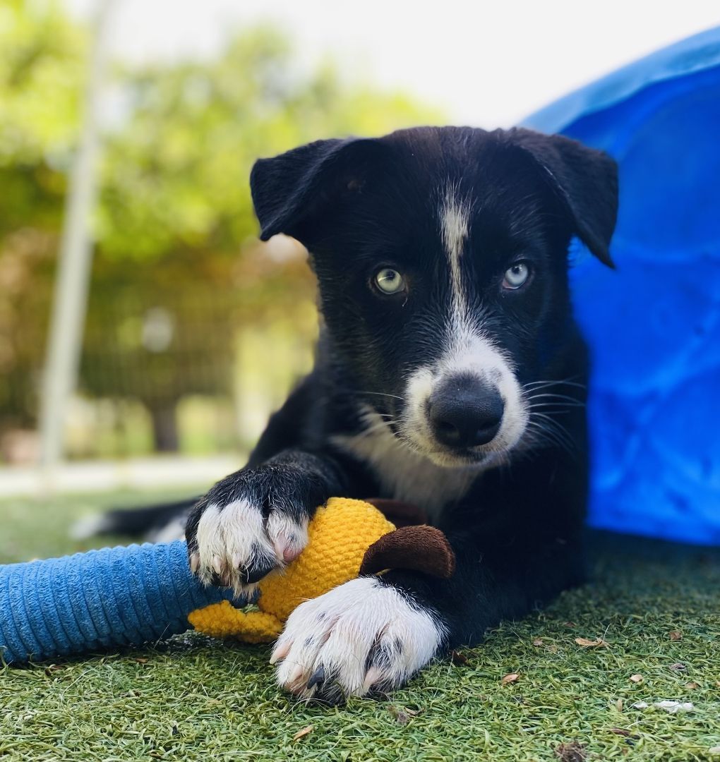 Dog Competition Kelpie X Australian Shepherd Black Kelpie Cross
