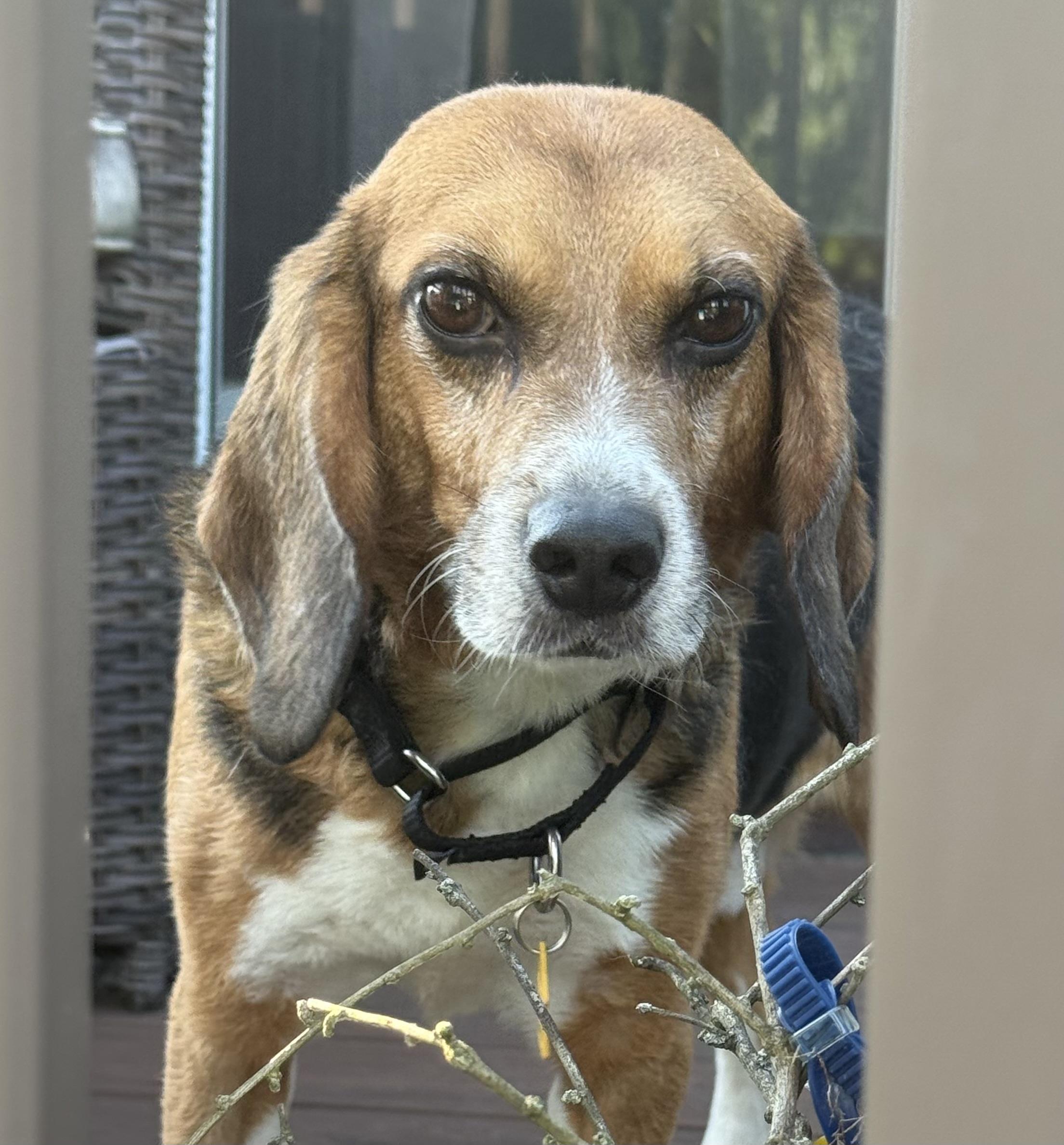 Dallas, Senior Male Beagle