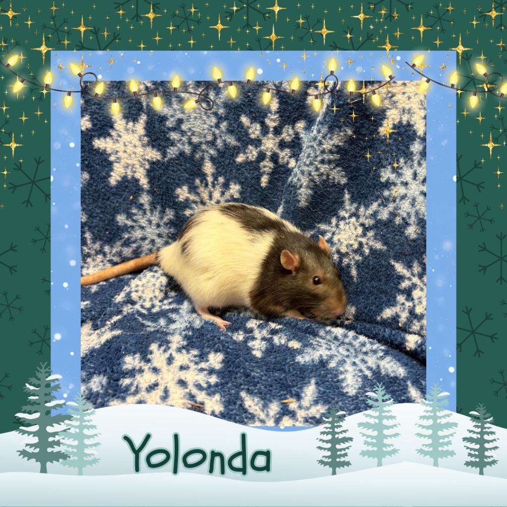 Yolonda, a Adoptable Rat in Elizabethtown, KY image 1/2