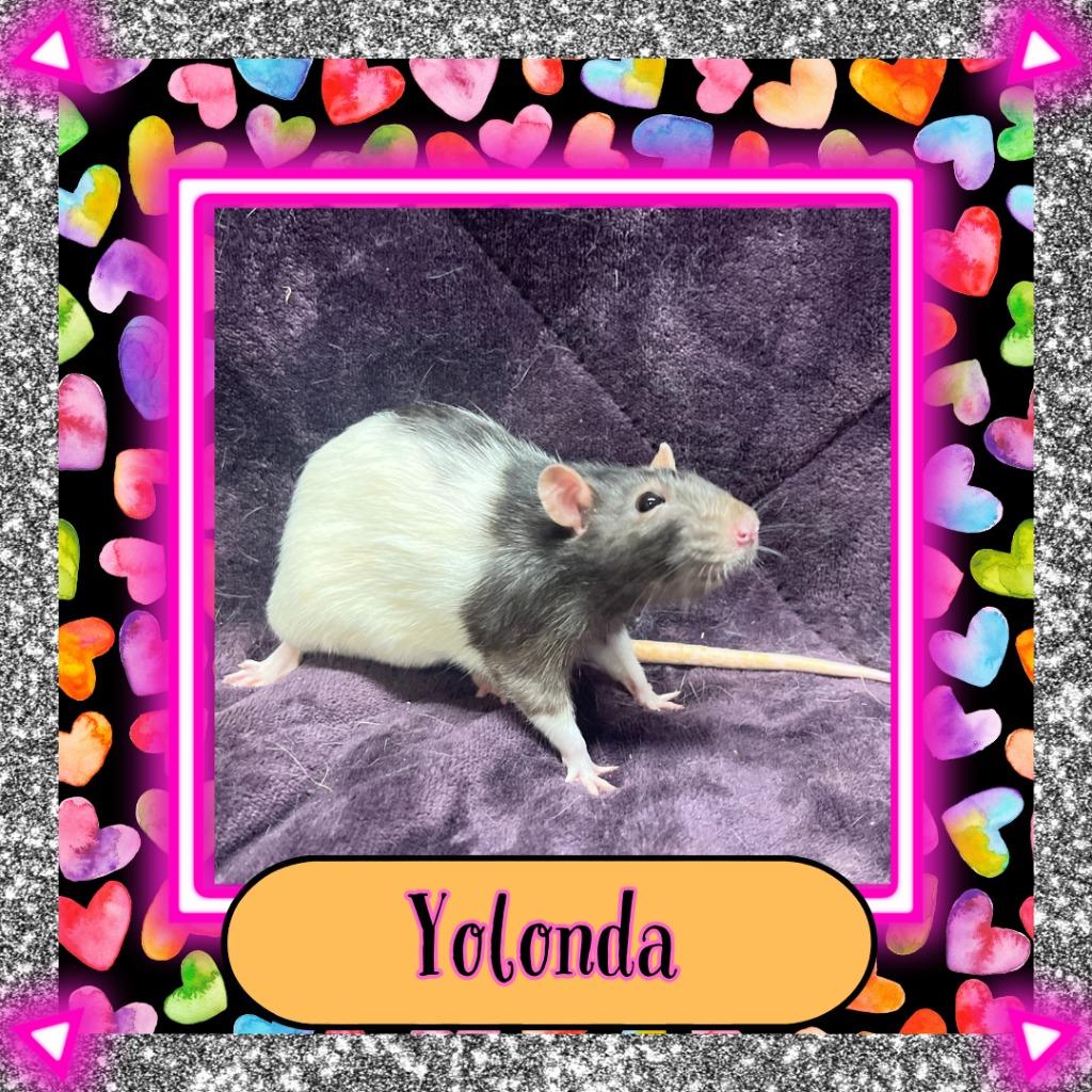 Yolonda, a Adoptable Rat in Elizabethtown, KY image 2/2