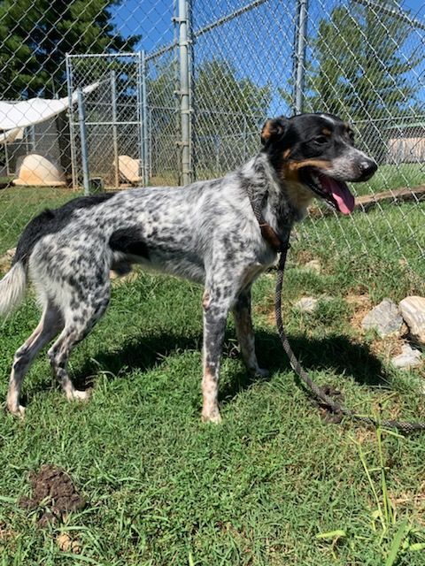 Bear, Adoptable, Adult Male Australian Cattle Dog / Blue Heeler.