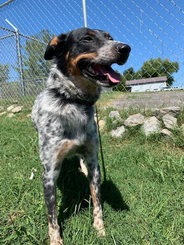 Bear, a Adoptable Australian Cattle Dog / Blue Heeler in Rogersville, TN image 2/4