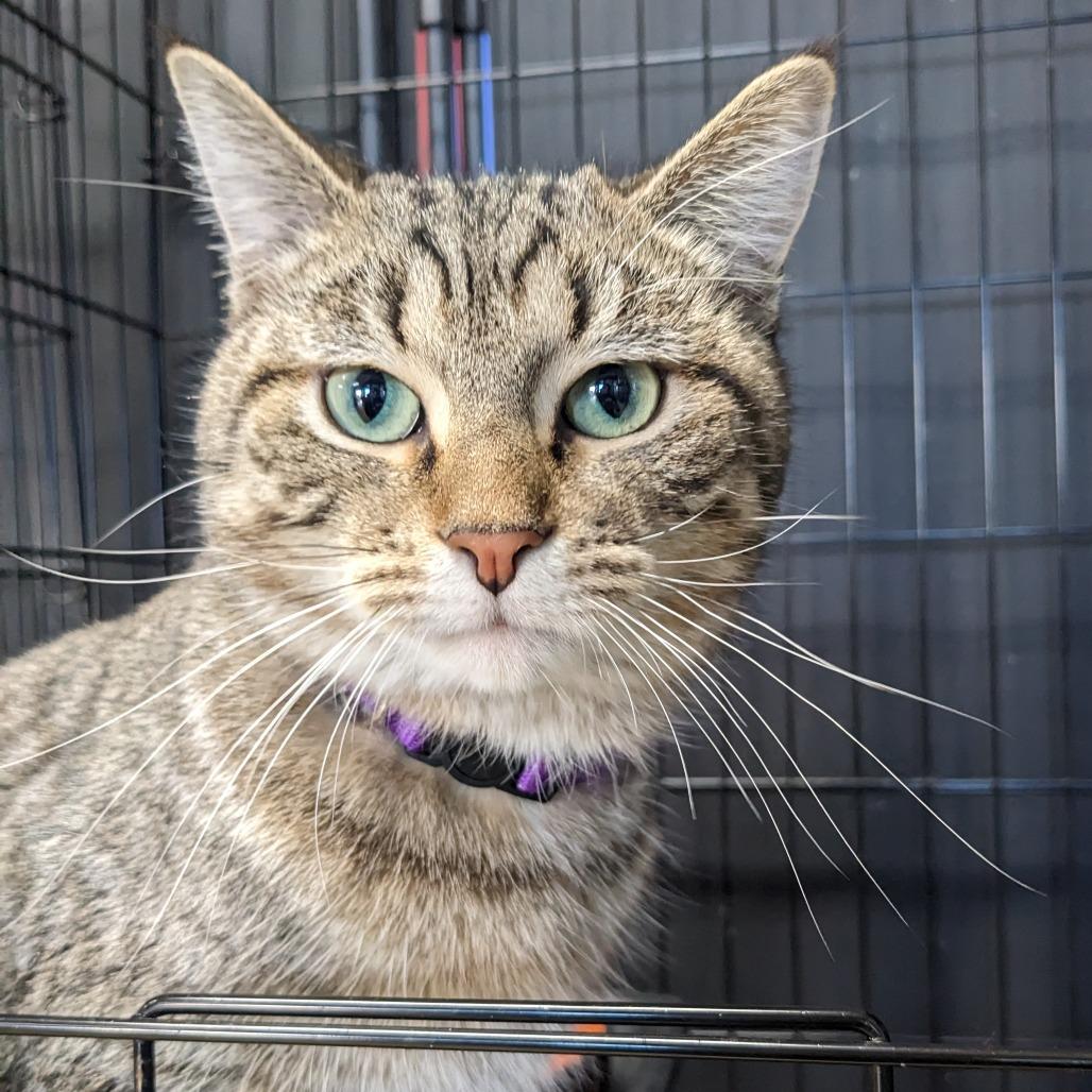 Bonsai- Sullivan Petsense, Adoptable, Young Male Domestic Short Hair.