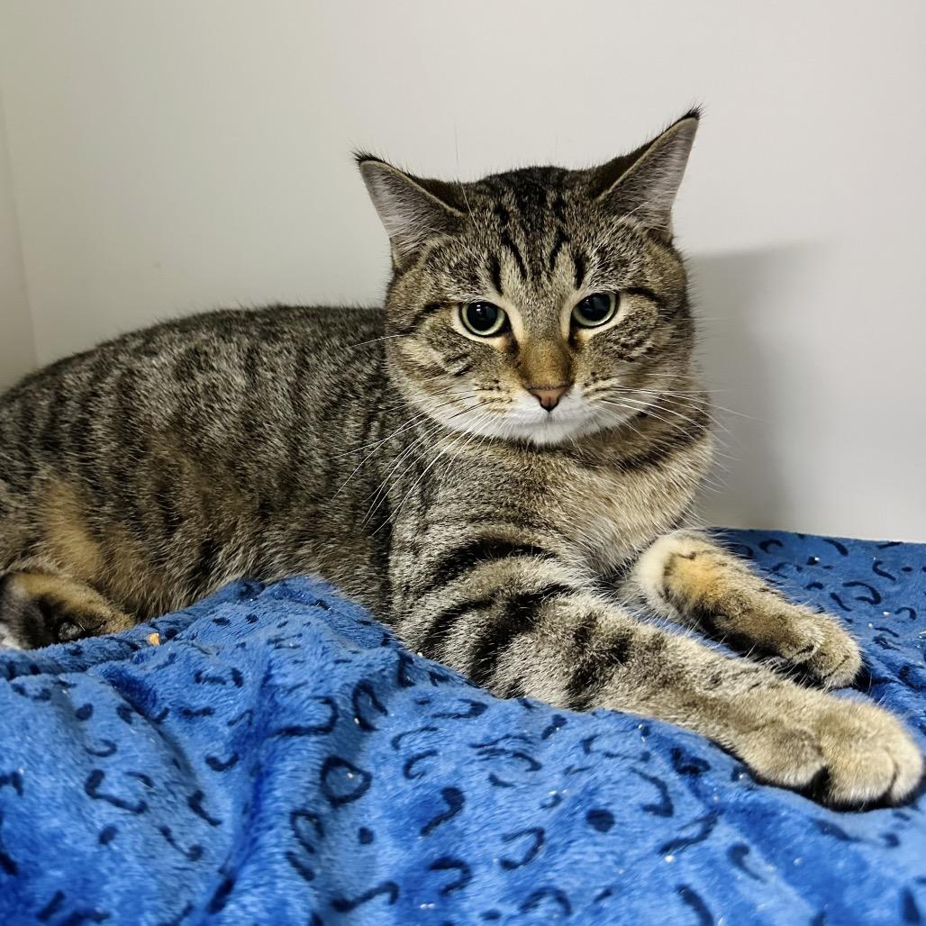 Bonsai CI 22, Adoptable, Young Male Domestic Short Hair.