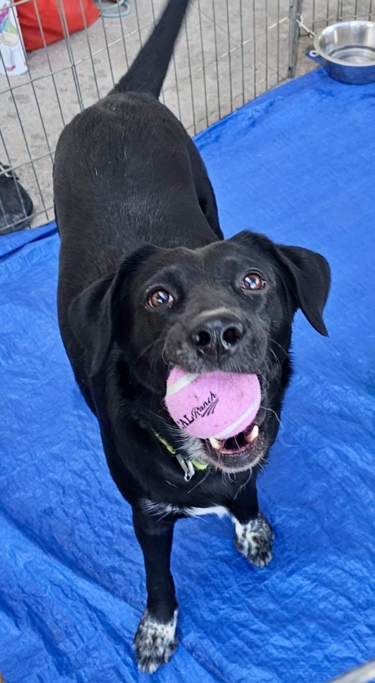 Penny, a Adopted mixed breed in Pocatello, ID image 2/3