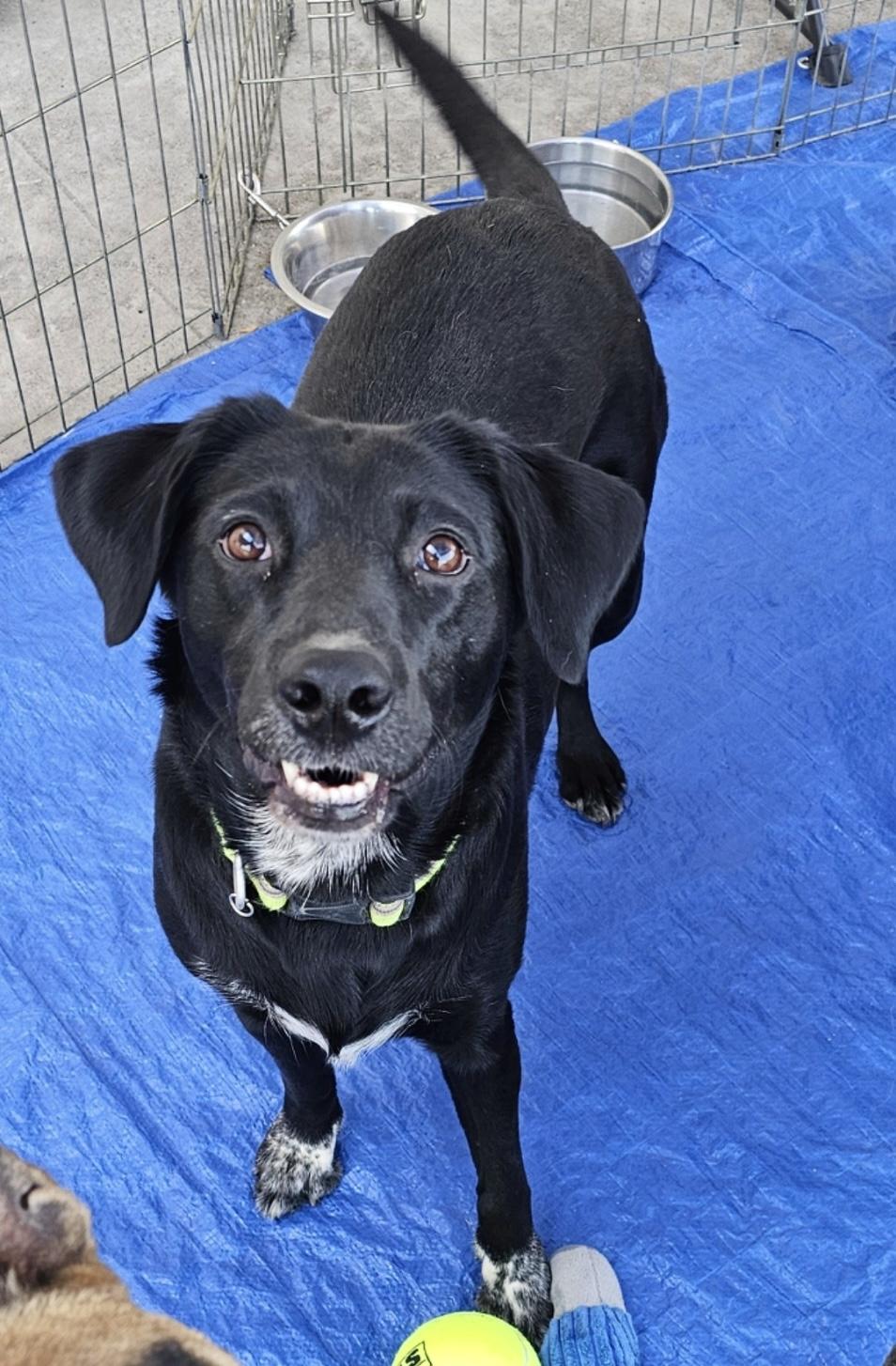Penny, Adopted, Adult Female Black Labrador Retriever & Border Collie.