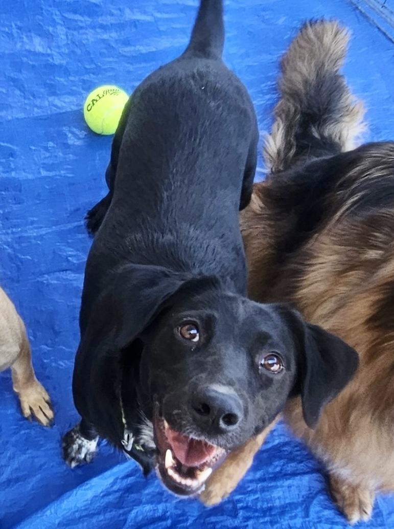 Penny, a Adopted mixed breed in Pocatello, ID image 3/3