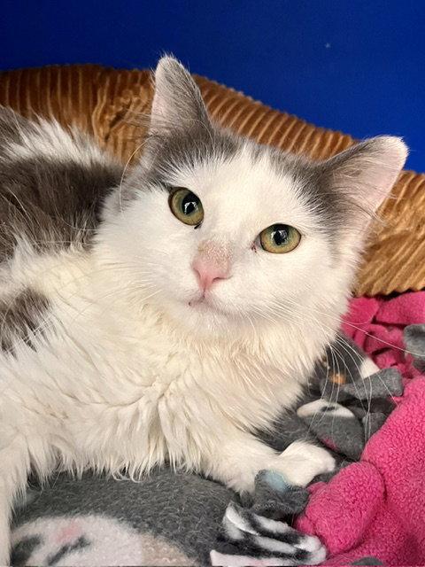 Enlarge Velma, a Adoptable Domestic Medium Hair in Webster, WI image 1/2