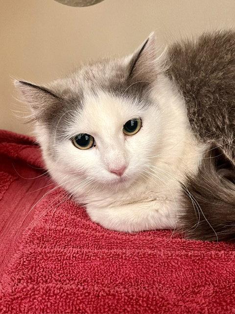 Enlarge Velma, a Adoptable Domestic Medium Hair in Webster, WI image 2/2