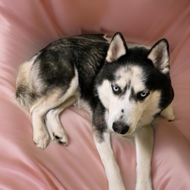 Enlarge BEAU, a Adoptable Siberian Husky in HARRISBURG , PA image 3/6