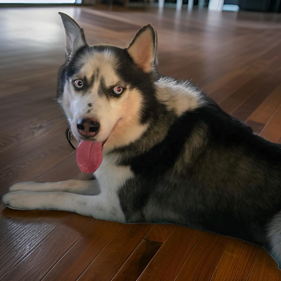 Enlarge BEAU, a Adoptable Siberian Husky in HARRISBURG , PA image 5/6