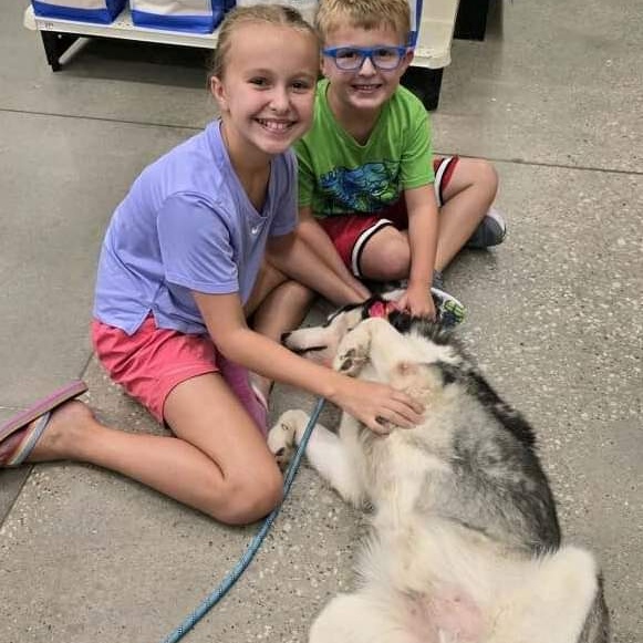 Enlarge BEAU, a Adoptable Siberian Husky in HARRISBURG , PA image 4/6