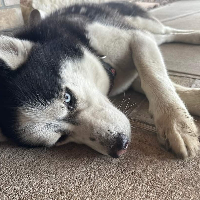 Enlarge BEAU, a Adoptable Siberian Husky in HARRISBURG , PA image 6/6