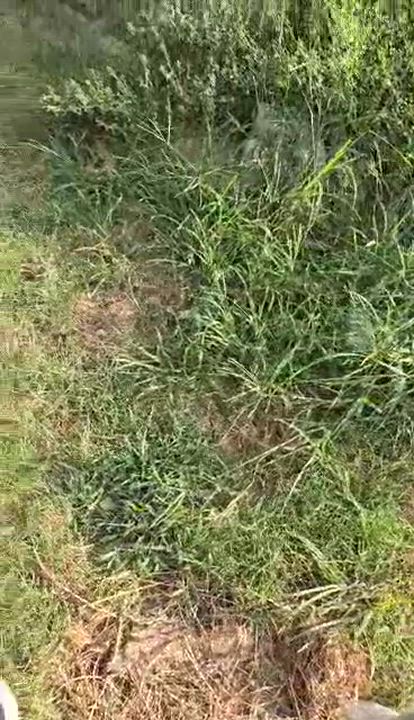 Enlarge BEAU, a Adoptable Siberian Husky in HARRISBURG , PA video 2/6