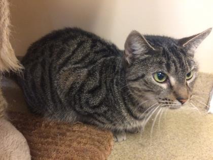 Enlarge Patience, a Adoptable Domestic Short Hair in Pompano Beach, FL image 1/1