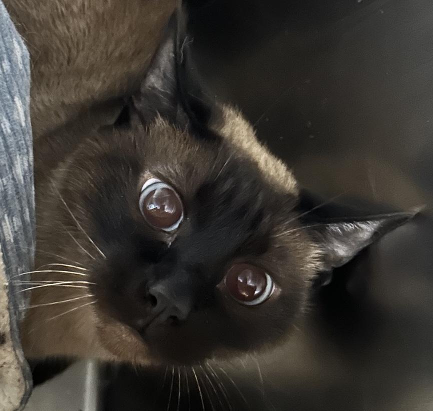 Enlarge Kit, an adoptable Domestic Long Hair in Homer, AK image 1/1