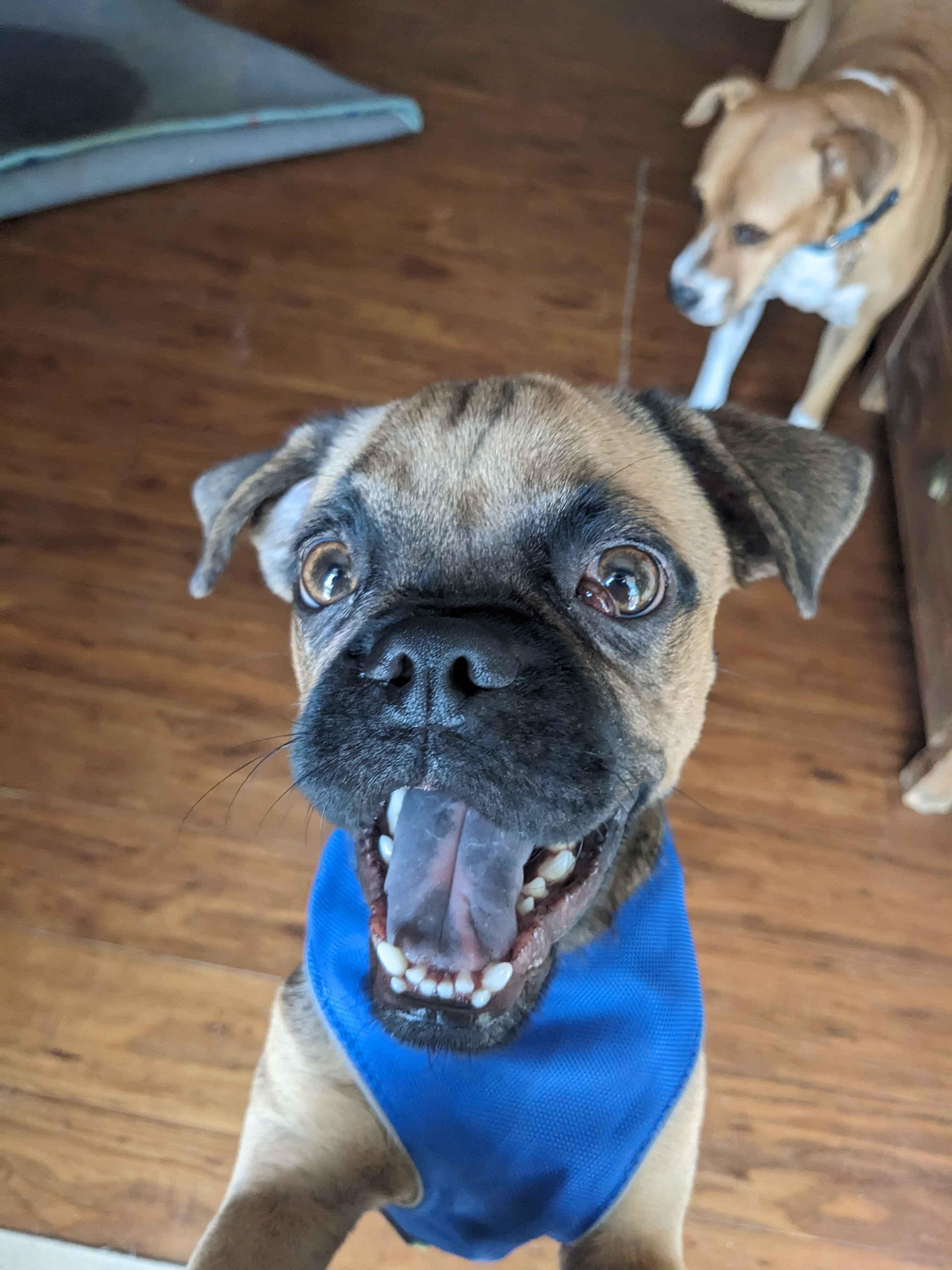 Enlarge Pugsy Malone, a Adopted Pug in Portland, OR image 1/4