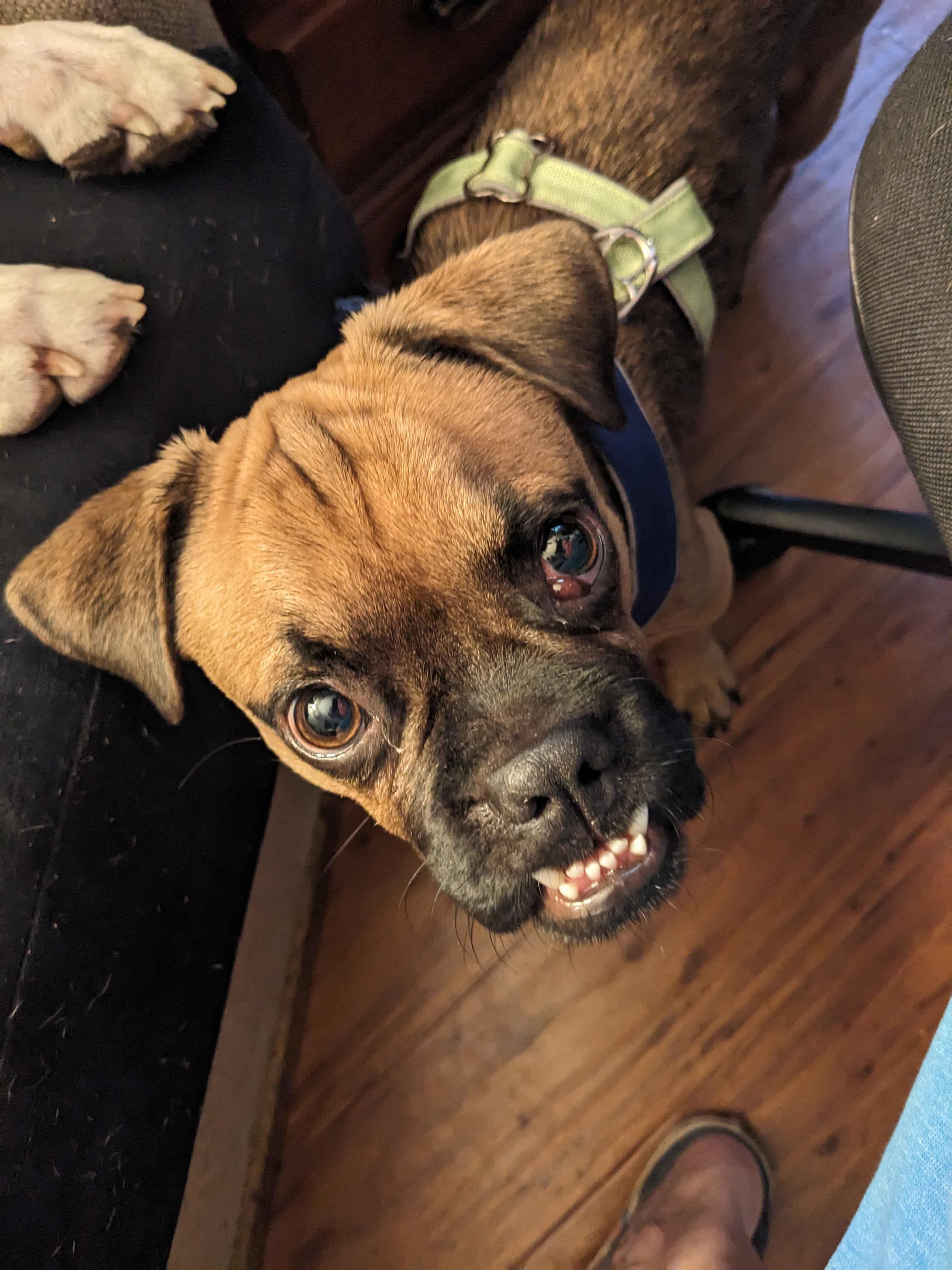 Enlarge Pugsy Malone, a Adopted Pug in Portland, OR image 2/4