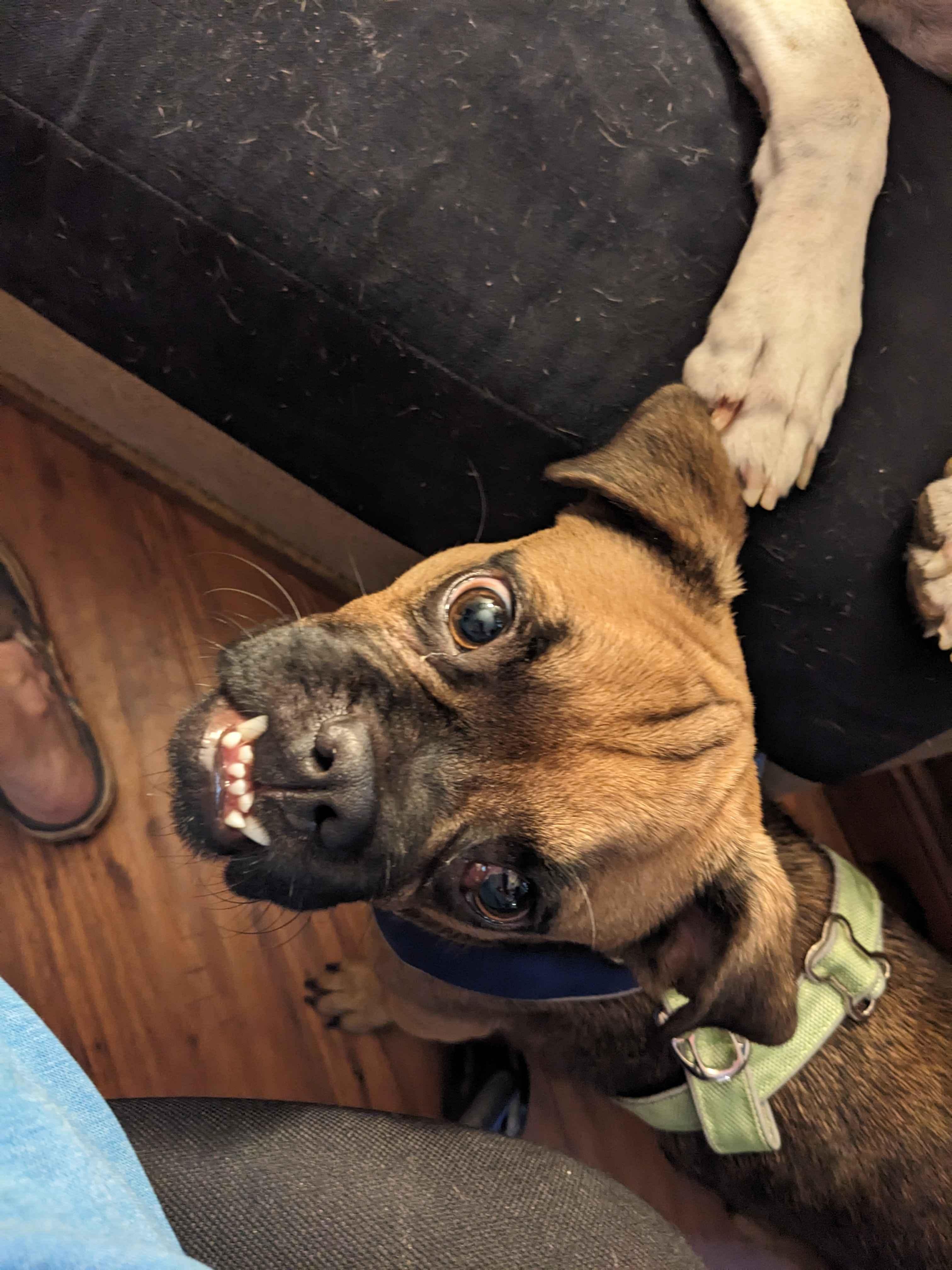 Enlarge Pugsy Malone, a Adopted Pug in Portland, OR image 4/4